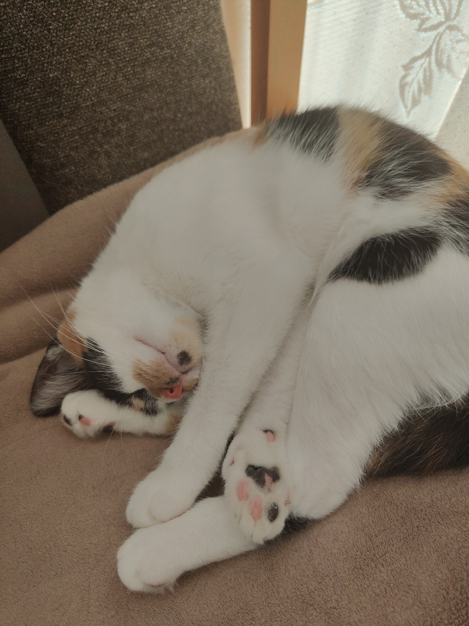 A calico cat is sleeping curled up on a brown blanket. The cat's eyes are closed, and its tongue is slightly sticking out. Its paws are tucked underneath its body. The background consists of a brown armchair and sheer curtains with a floral pattern. There is no indication of the location being in Nowy Dwór Mazowiecki, Poland.