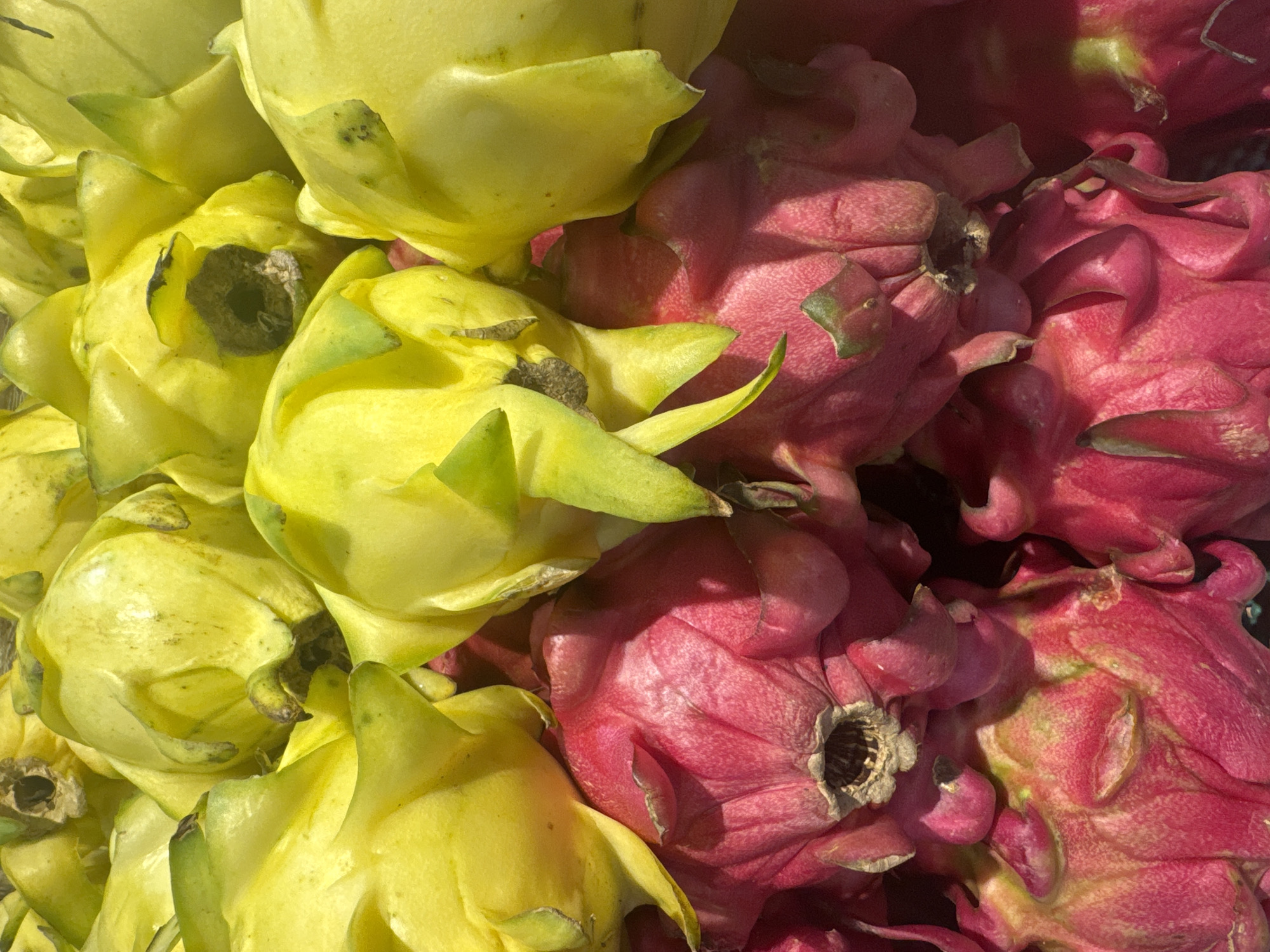 The image shows a close-up of a pile of dragon fruits, also known as pitayas. Some of the fruits are yellow, while others are pink/red. The photo appears to be taken in bright, natural light. It is taken in the city of Ungasan, Indonesia. The dragon fruits show some minor blemishes and imperfections. The fruits are densely packed together.