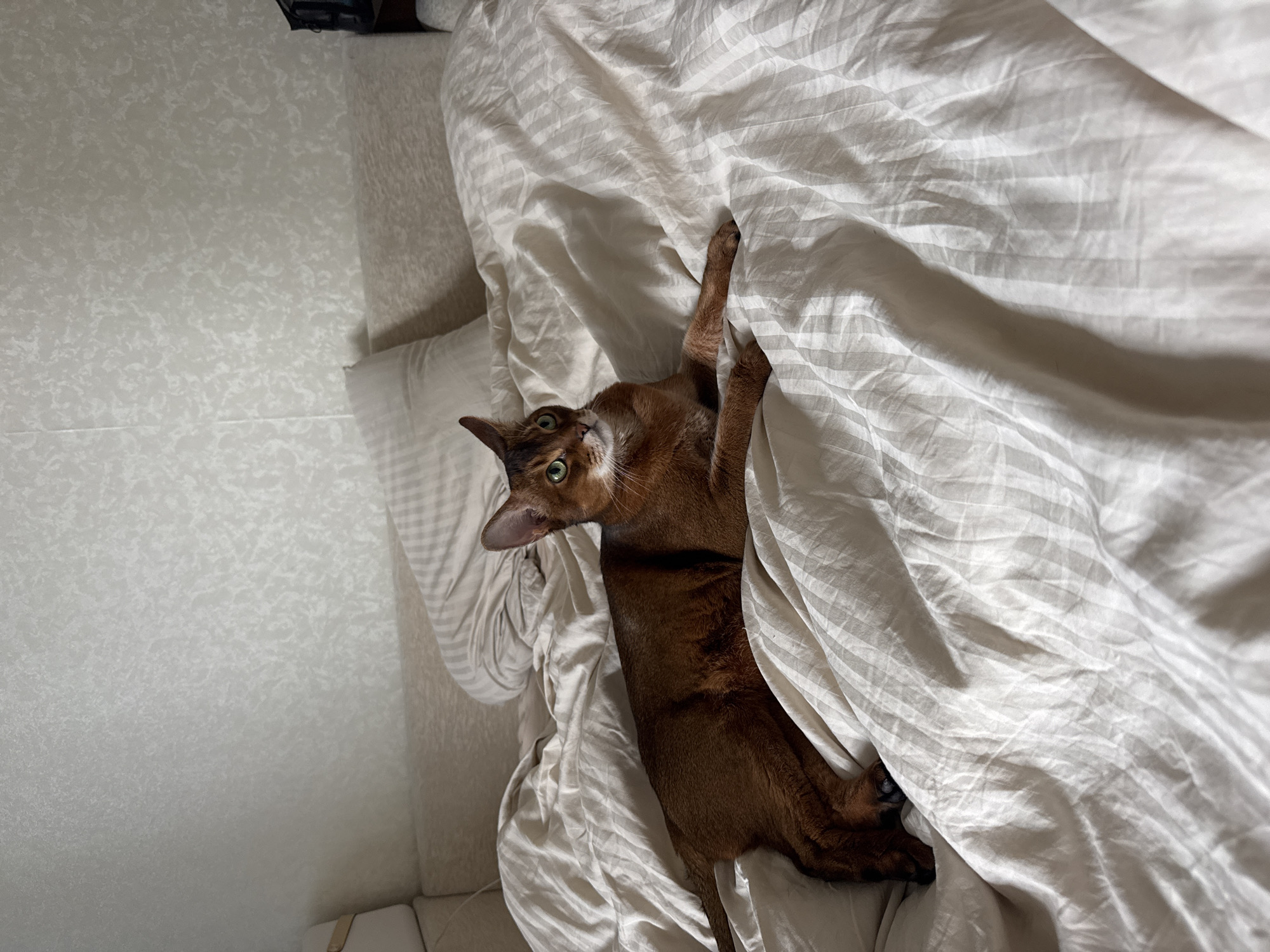 A ruddy-colored Abyssinian cat is lying on a bed with wrinkled, light-colored striped sheets. The cat is facing to the right, with its body stretched out. The cat has green eyes and pointed ears. The background is a wall with a textured pattern. The lighting suggests it is daytime, possibly with sunlight coming from the side, creating shadows on the bedding. The overall scene appears to be indoors, in a bedroom. There is no information available to determine the location within the city of Moscow, Russia.