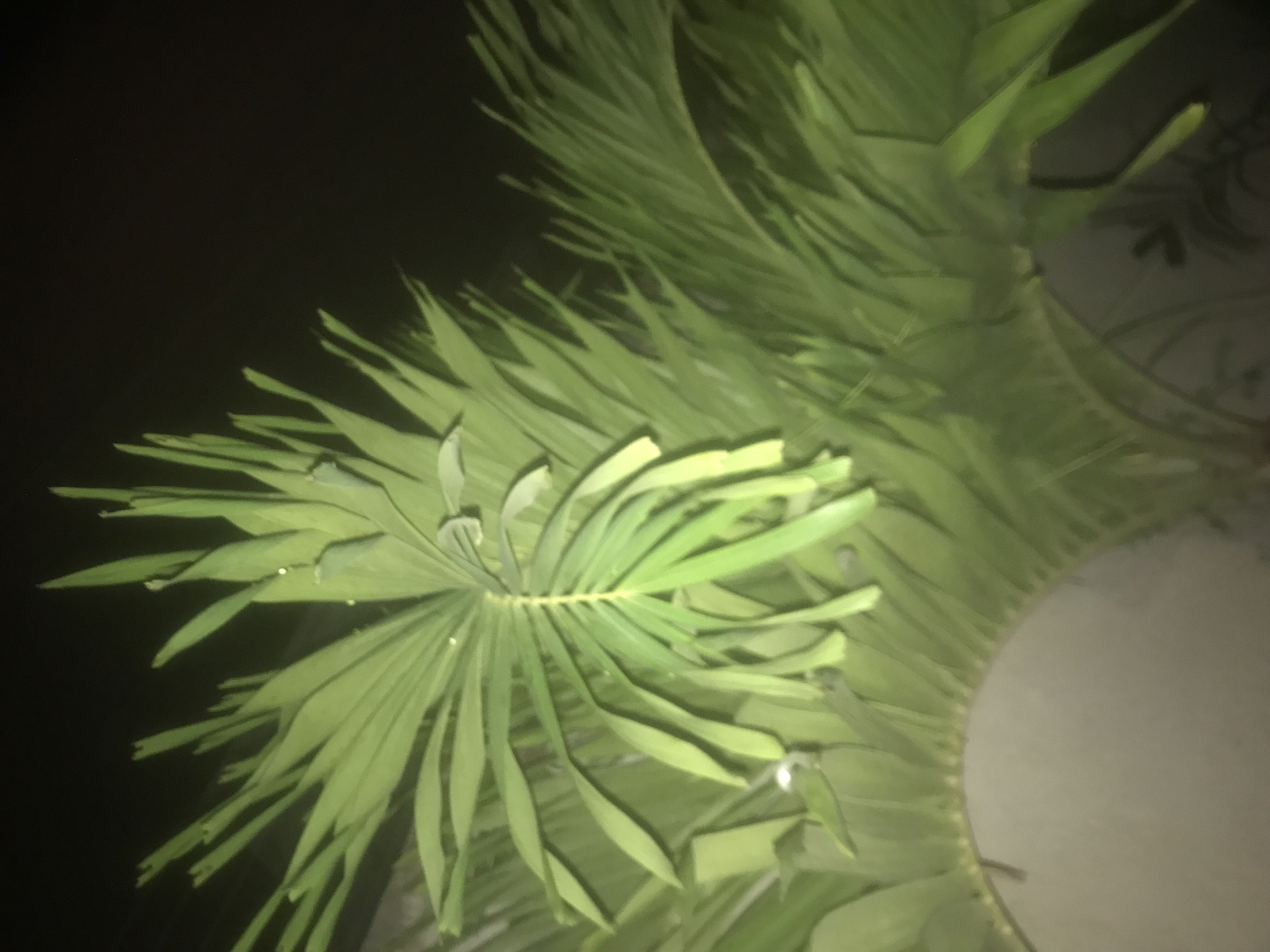 A close-up, low-light, vertical shot shows the fronds of a palm tree against a dark background. The fronds are a bright green and appear to be freshly watered, with small droplets of water visible on some of the leaves. The fronds are arranged in a circular pattern, with some overlapping each other. The bottom of the image is blurred, showing a curved surface that could be a pot or planter. There is no indication of the specific location within the city.
