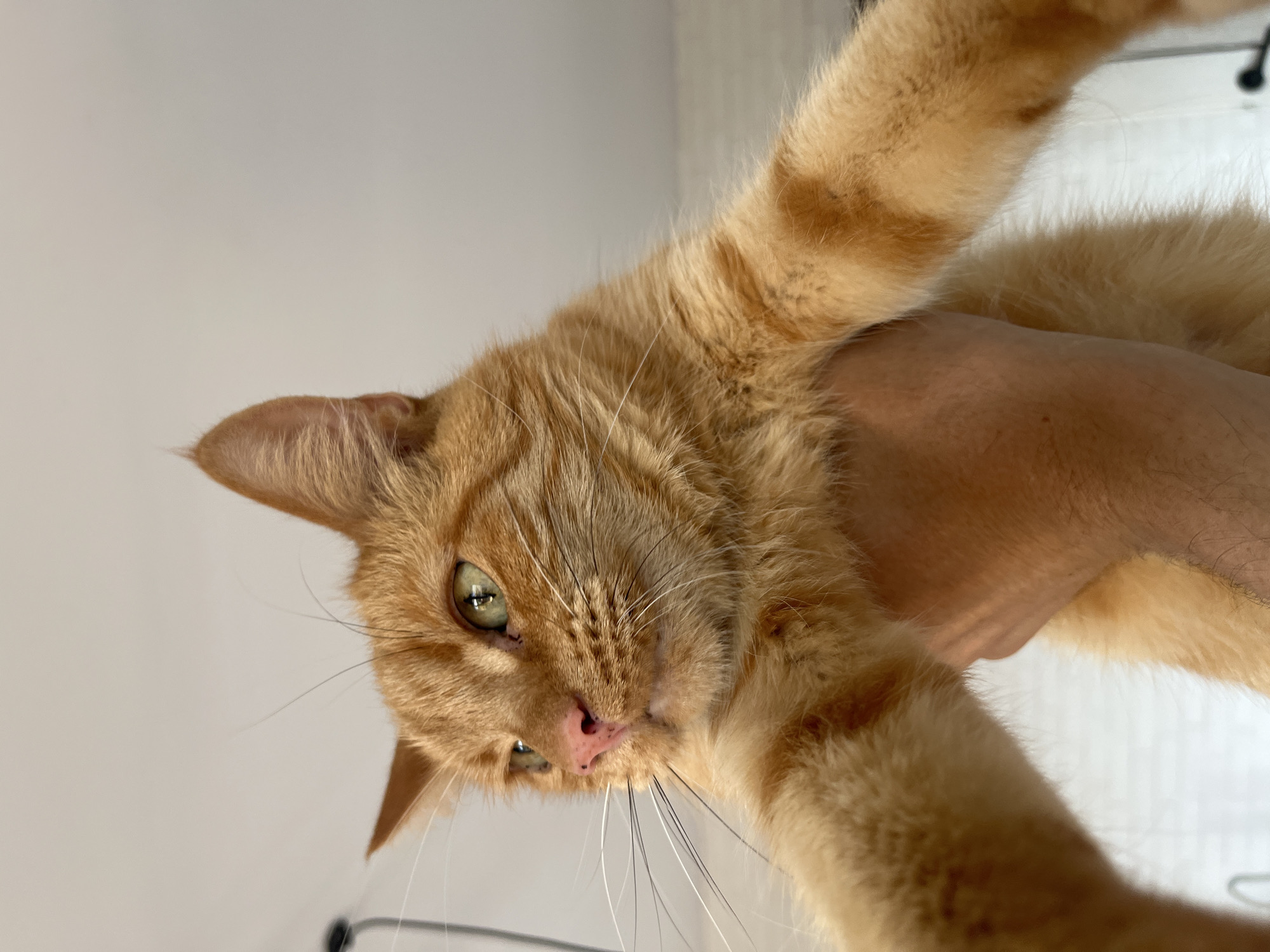 This is a close-up, low-angle, eye-level shot of an orange tabby cat being held by a person's hand. The cat is positioned in the foreground and appears to be looking off to the left. The cat's fur is primarily orange with some darker tabby markings visible on its face and body. Its green eyes are open, and its ears are perked up. The person's hand, which is holding the cat's torso, is visible in the lower half of the image. The background is out of focus and appears to be an indoor environment with a plain, light-colored wall and possibly some ceiling fixtures. There are no discernible features in the background that would suggest a specific location within the city of Zabrze, Poland. The image is focused on the cat and the interaction with the hand.