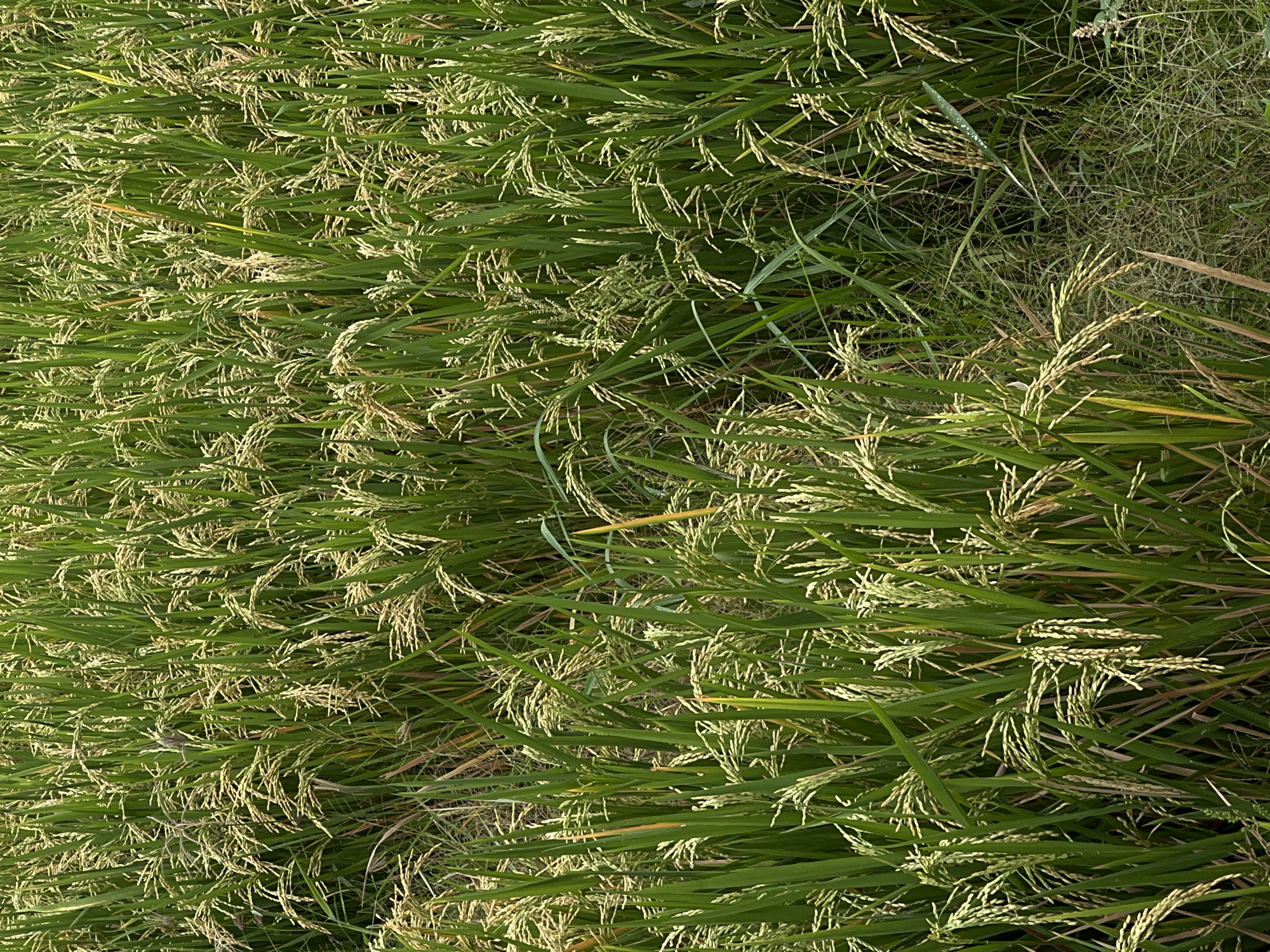 The image depicts a dense field of rice plants, likely located in or near Canggu, Indonesia. The plants are predominantly green with some yellowing. The rice heads are abundant and beginning to mature. Some other vegetation grows alongside the rice. No people, animals, or structures are visible. The photograph appears to have been taken during the day, with even, soft lighting.