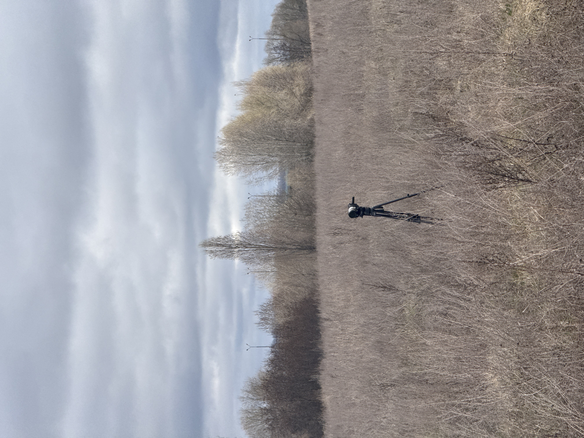 A landscape photograph taken in Kurchatov, Russia, presents a monochromatic scene dominated by dry, overgrown vegetation. The composition is divided vertically, with the right side occupied by a field of tall, dead grasses and sparse, bare bushes, stretching into the distance. A camera tripod is positioned within this field, likely indicating a photographer's presence or recent activity. The left side of the image showcases a cloudy sky, creating a muted, grey backdrop. Bare trees line the horizon where the sky and field meet, and faint streetlights are visible. The overall impression is one of dormancy and a sense of desolation.