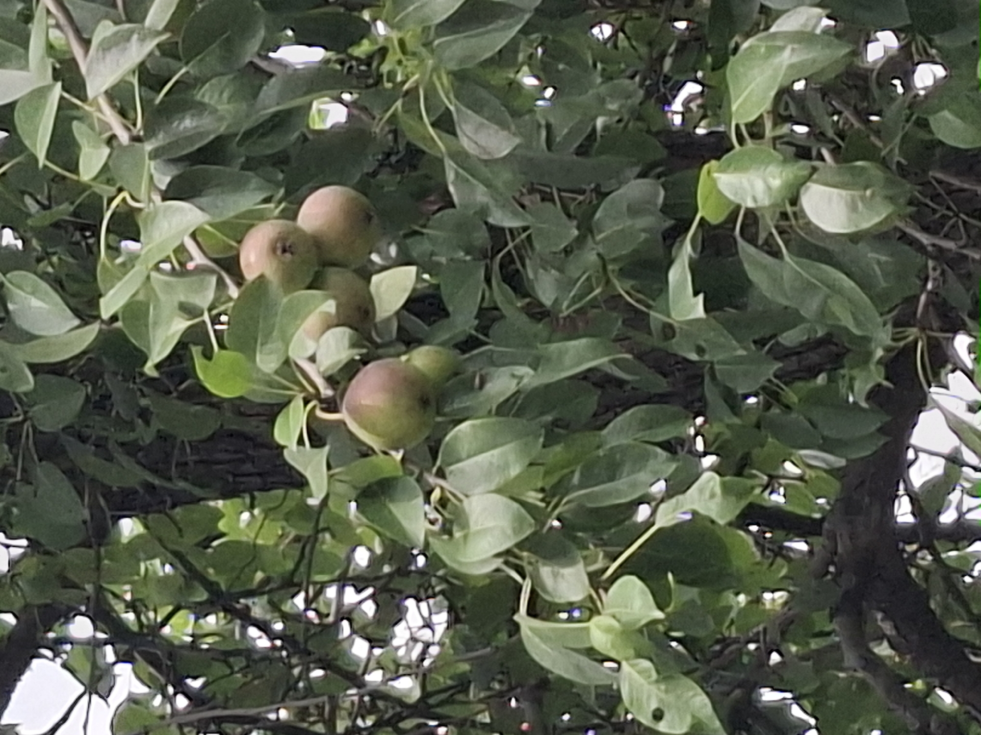 A close-up, high-angle shot captures a cluster of pears hanging from a tree branch, surrounded by lush green foliage. The pears are varying shades of green and pale brown, with some showing a slight blush of pink or red. The leaves are a vibrant green, some broad and ovate, others more pointed, with veins clearly visible. The tree trunk, a dark brown and textured, is visible in the background, with sunlight dappling through the leaves, creating bright highlights and shadowed areas. The image was taken in Almaty, Kazakhstan, likely in a park or residential area with mature trees. There are no people or animals visible in the frame. The overall impression is one of natural abundance and the quiet beauty of fruit-bearing trees in an urban setting.