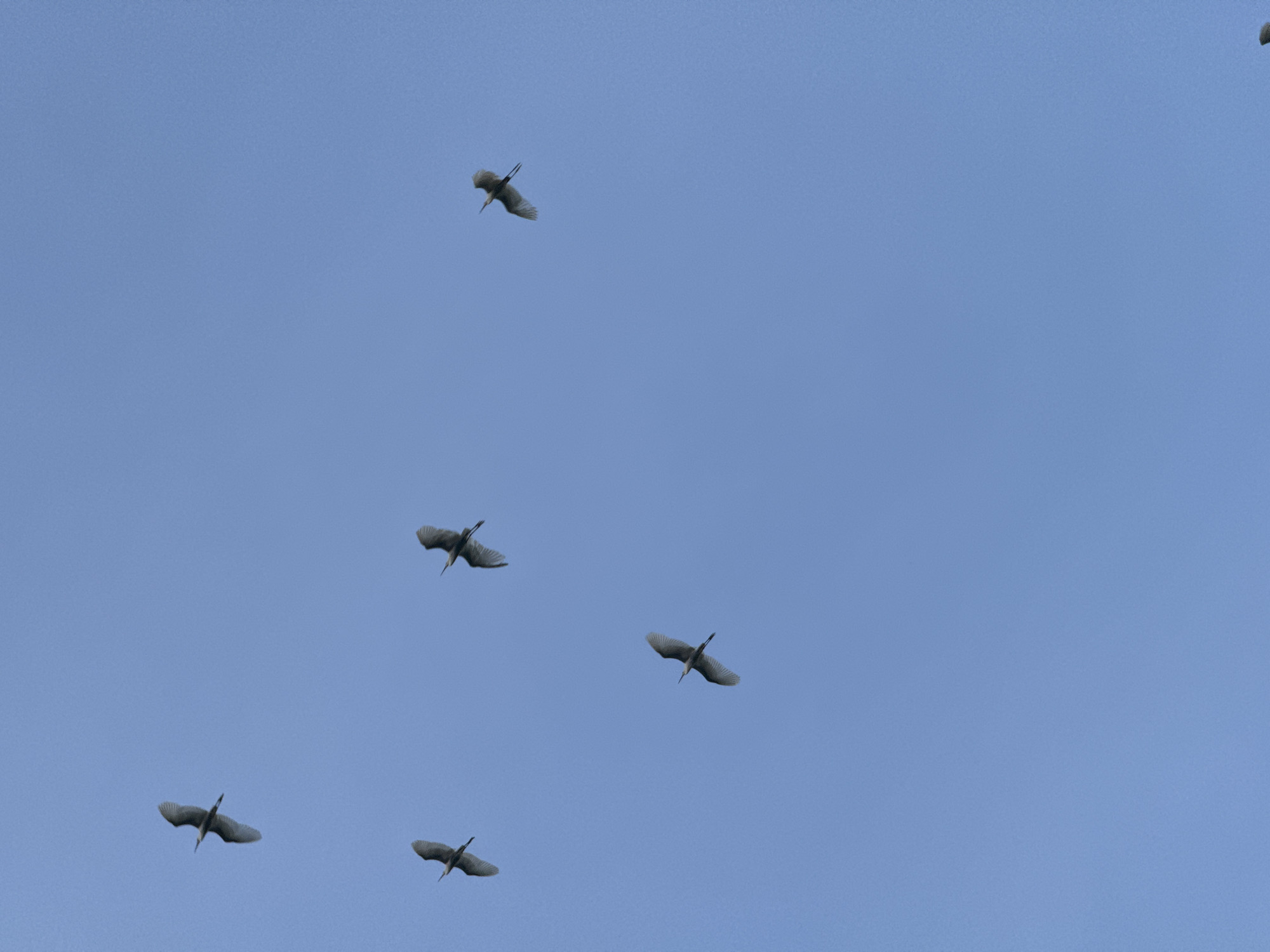 Six birds are captured in flight against a clear, pale blue sky. The birds are oriented in various directions, with their wings extended, suggesting they are actively flying. The image provides no information about the city of Yên Sơn Ward, Vietnam.