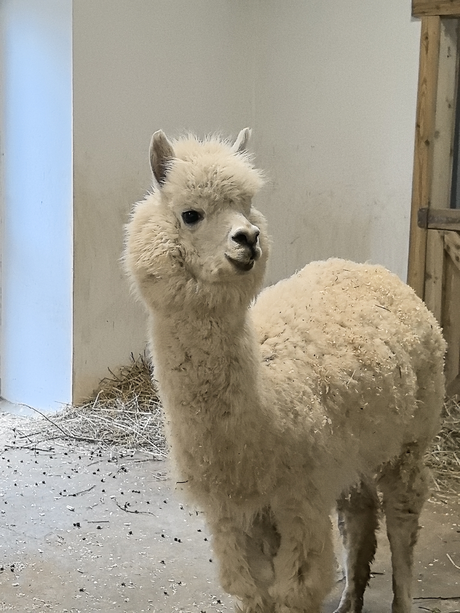 An alpaca stands in an indoor enclosure. The alpaca is white with a fluffy coat. The floor of the enclosure is concrete covered with bits of hay and debris. A white wall is to the left and a wooden frame is visible on the right. The image does not provide enough information to determine the location is Perm, Russia.
