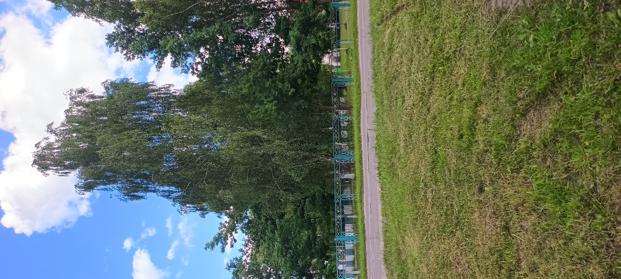 This is a vertical, outdoor, daytime photograph of a grassy area next to a paved path and a decorative fence. On the left side of the image, a dense line of trees with green foliage reaches upwards towards a bright blue sky dotted with fluffy white clouds. The trees are tall and appear to be a mix of deciduous types. To the right of the trees, a narrow paved path runs diagonally upwards, bordered by a dark green, ornate metal fence with intricate scrollwork. Beyond the path and fence, a wide expanse of green grass fills the right side of the frame. The grass appears somewhat dry in patches, with a mix of green and brownish tones. The sunlight suggests it is a clear day. There is no visible text in the image.