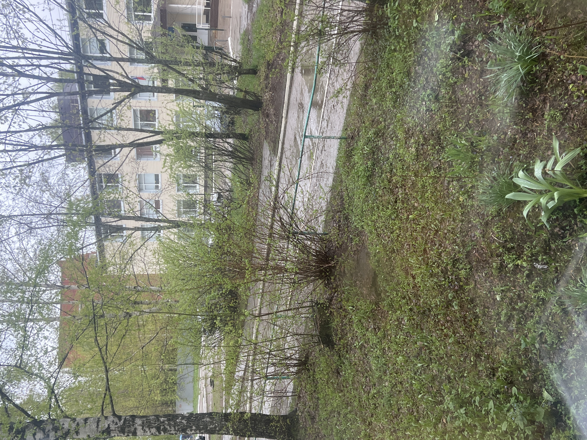 The image depicts an outdoor scene likely in the city of Chaikovsky, Russia, based on architectural cues. It appears to be a view from an elevated position, possibly a window. A multi-story building with a light-colored facade is visible in the background, partially obscured by trees with budding leaves. A wet walkway or road runs through the middle ground, flanked by vegetation, primarily grass and shrubs. A green metal railing is positioned along the walkway. The foreground shows more dense vegetation with some flowering plants. The overall scene suggests a rainy or recently wet day. No people are visible.