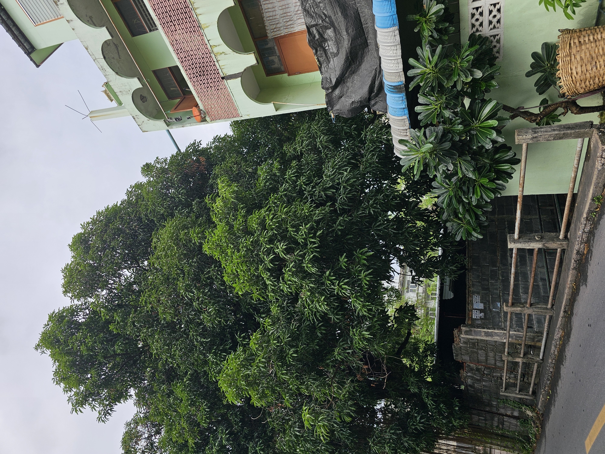 The image depicts a street scene in Bangkok, Thailand, featuring a large, lush green tree dominating the left side of the frame. Adjacent to the tree, on the right, is a light green building with arched windows and decorative brickwork. A weathered concrete wall with a simple railing runs along the street, separating it from the area behind the wall. A small frangipani tree and a woven basket are positioned in front of the light green building. The sky is overcast, suggesting a cloudy day. No people are visible in the image. The overall impression is one of a residential or commercial area with significant greenery.