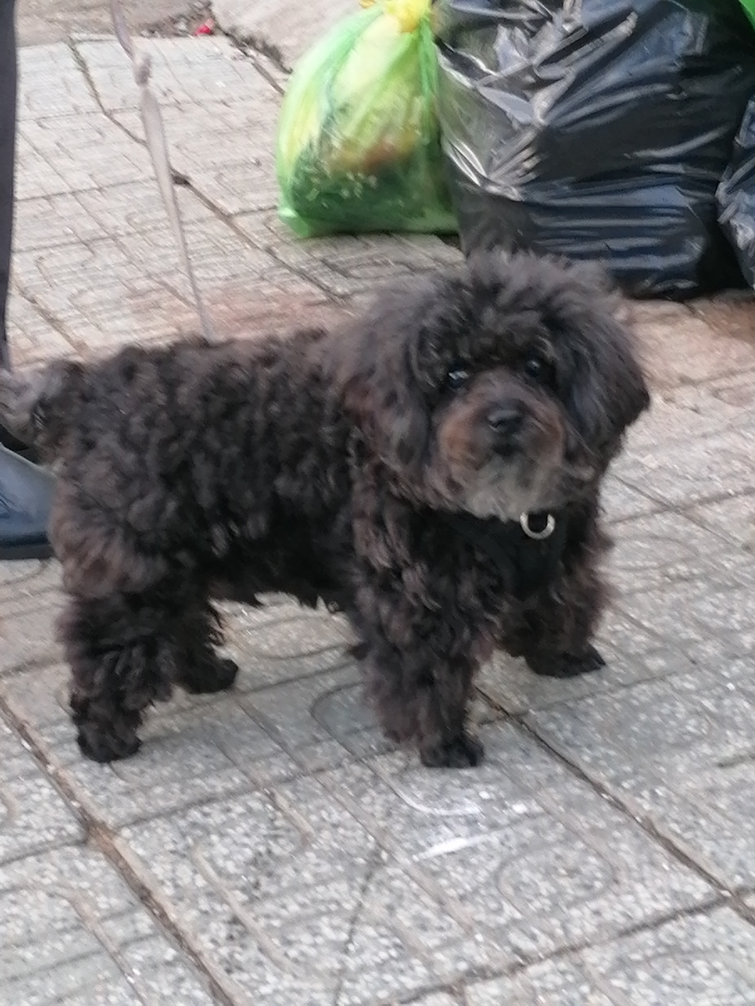 A small, dark, curly-haired dog stands on a paved sidewalk in Da Lat, Vietnam. The dog is wearing a collar with a silver ring. In the background, two large trash bags, one black and one green, are visible. The ground is made of square grey tiles with some visible cracks.