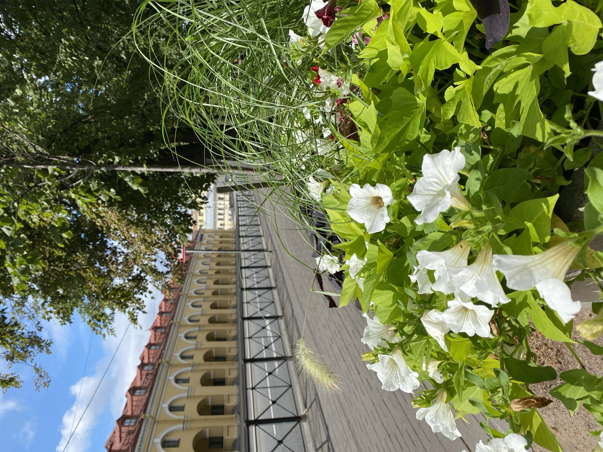 The image shows a close-up of white petunias and vibrant green foliage in the foreground. In the middle ground, a paved walkway runs parallel to a street, separated by a black metal fence. Beyond the fence, a long, yellow building with arched windows and red-tiled roofs stretches into the distance. The building appears to be an arcaded structure. Trees with dense green leaves are visible behind the building, and a glimpse of a blue sky with scattered clouds can be seen above. The scene suggests a bright, sunny day in an urban environment with historical architecture. This scene is consistent with many parts of Saint Petersburg, Russia, particularly along the Neva River or in historic districts with arcaded buildings and well-maintained walkways.