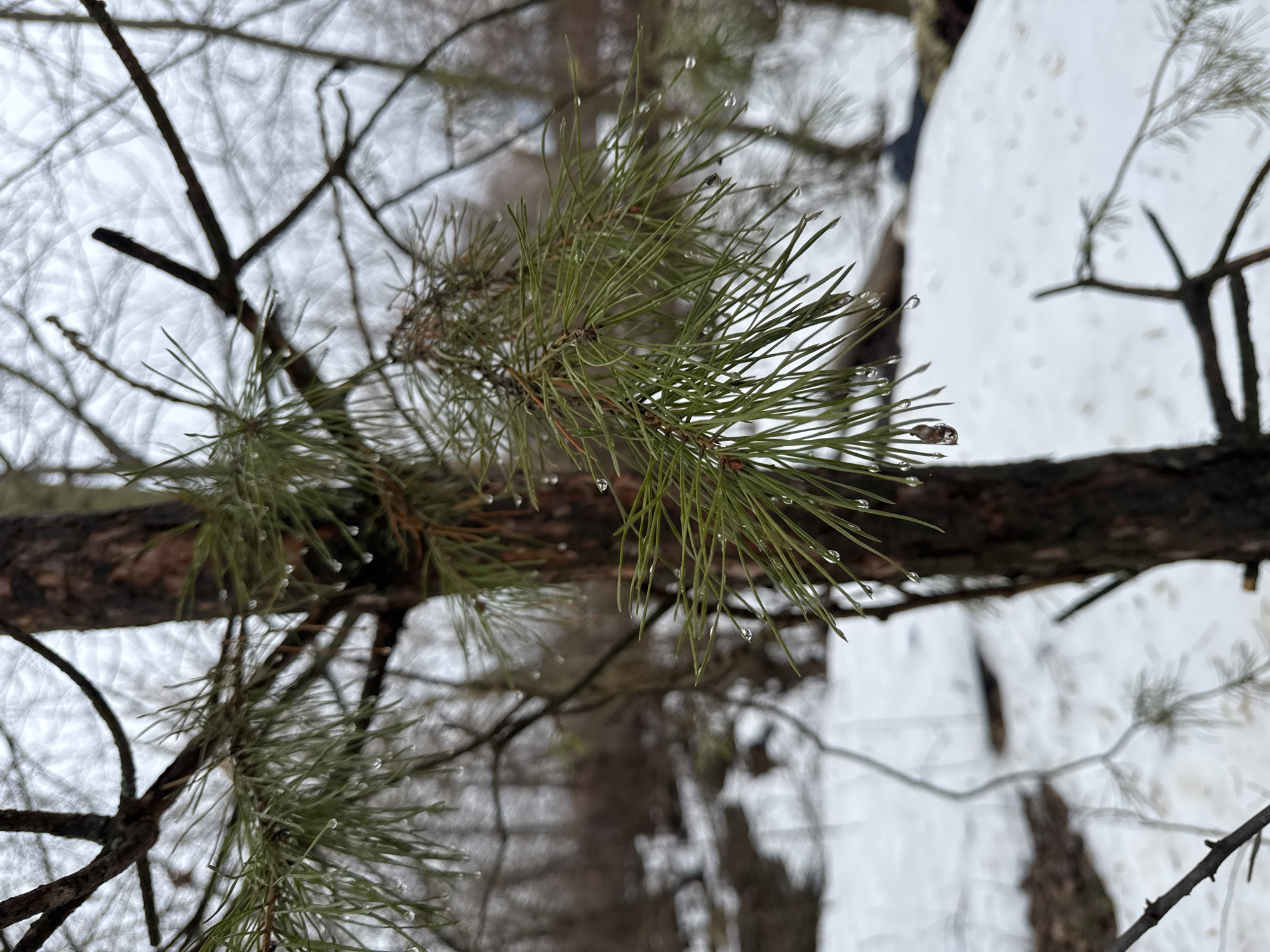 The image shows a close-up of a pine tree branch in an outdoor setting, with water droplets clinging to the needles. The background features snow-covered ground and blurry branches of other trees. The scene likely depicts a winter environment in a wooded area. The location is specified as Chaikovsky, Russia.