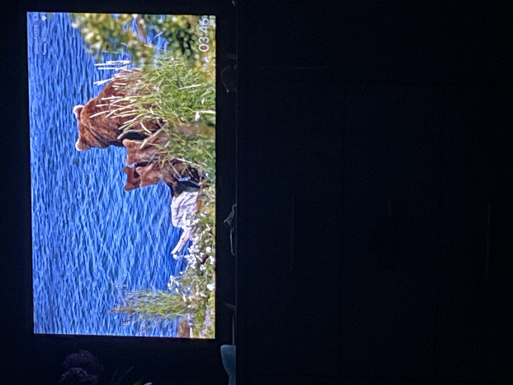 The image shows a television screen displaying a nature scene with bears. In the foreground, there is a large brown bear facing away from the viewer, with two smaller bears partially visible beside it. They are positioned on a rocky bank with tall green grass and white flowers. Behind them is a body of blue water. In the lower right corner of the screen, a clock displays "03:46". The television is placed on a dark furniture piece, and a small blue object is visible on the left side of the furniture. The background behind the furniture is dark and out of focus. The image does not contain any information about the city of Zarudyntsi, Ukraine.