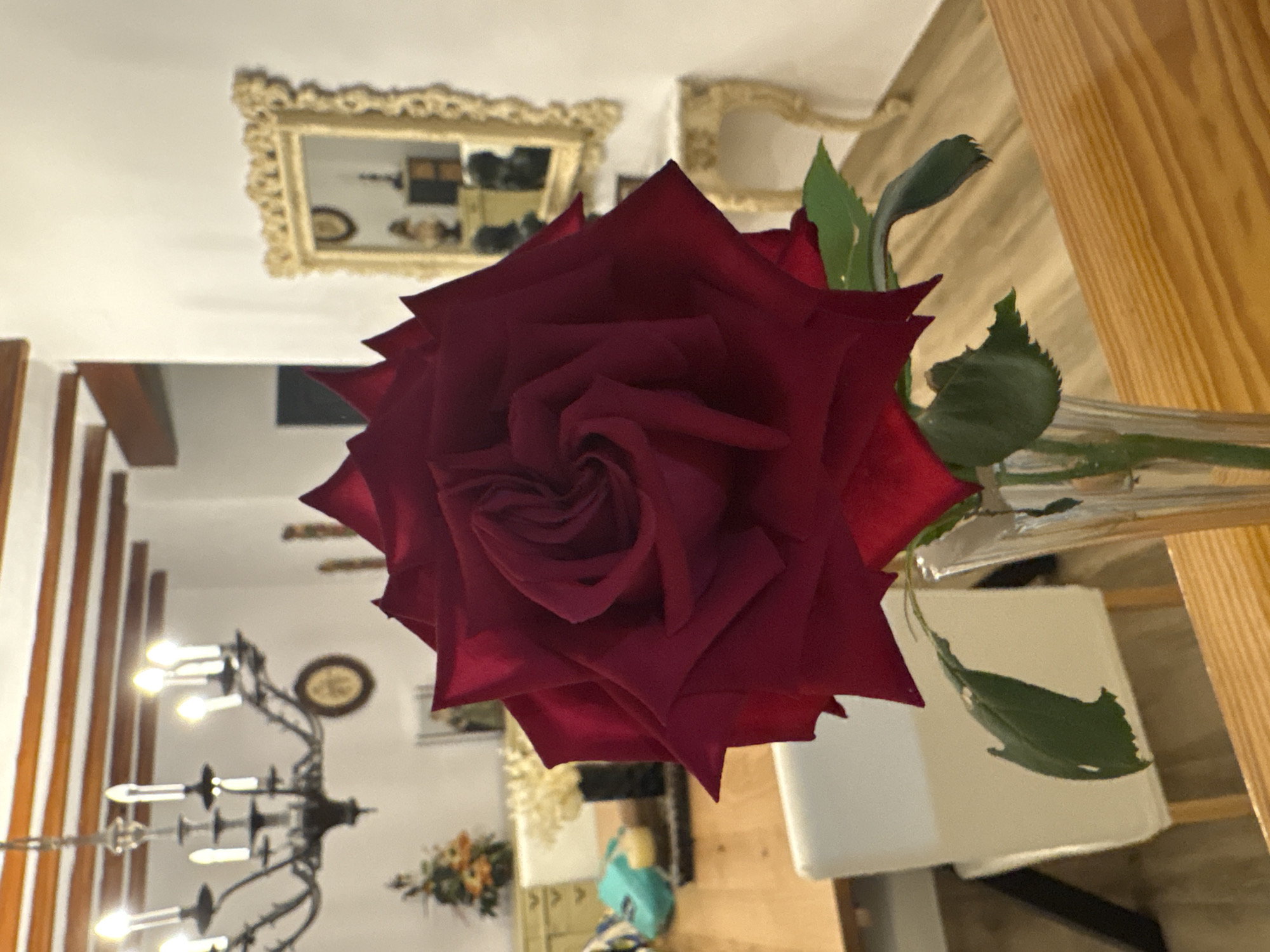 A detailed description of the image:
A close-up, slightly angled shot of a deep red rose in a clear glass vase is the central focus of the image. The rose is in full bloom, with petals spiraling towards the center. Green leaves attached to the stem are visible on the right side of the vase. The vase appears to be resting on a wooden table.
In the background, there's a glimpse of an interior setting. A chandelier with multiple lights hangs from the ceiling. On the wall, there's a decorative framed mirror or picture. A white chair is also visible. The environment looks like a dining area or a living room.
There are no people present in the shot. The interaction is solely between the rose, the vase, and the surrounding environment of what appears to be a house interior.
Given the mention of Benissa, Spain, it can be inferred that this scene is located within a dwelling or establishment in this city.
