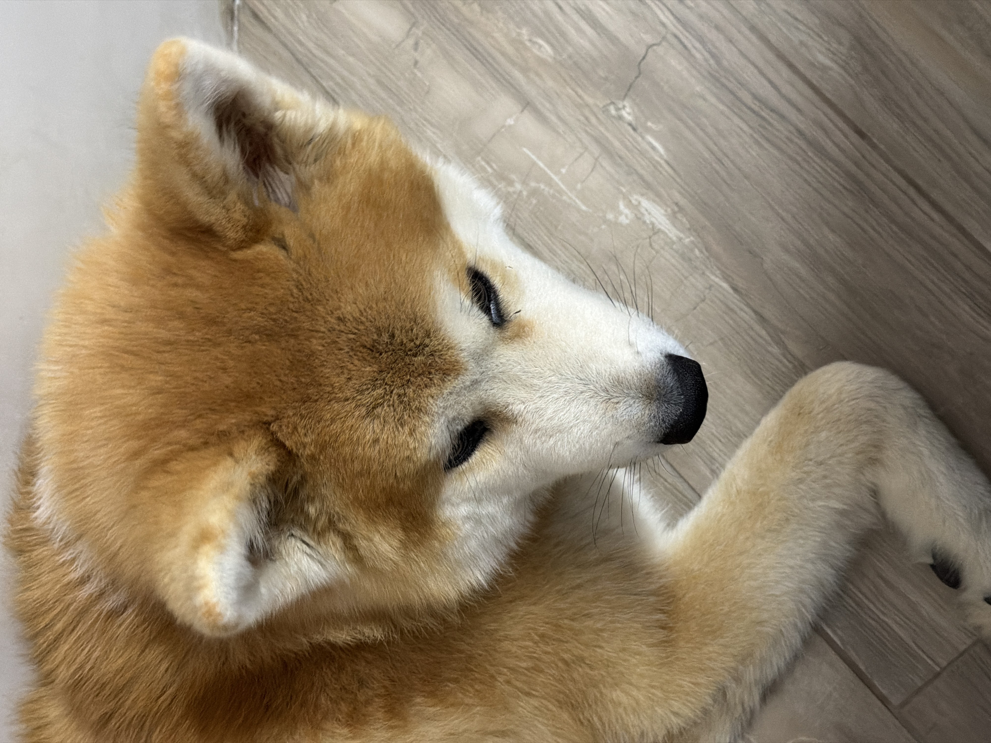 The image shows a close-up, top-down view of an Akita Inu dog lying on a light-colored wooden floor. The dog has reddish-brown fur with white markings on its face and ears. Its eyes are partially closed, and its head is lowered. One of its front paws is resting on the floor. The background consists of the floor and a light-colored wall. There is no indication of the location being in Chaikovsky, Russia.