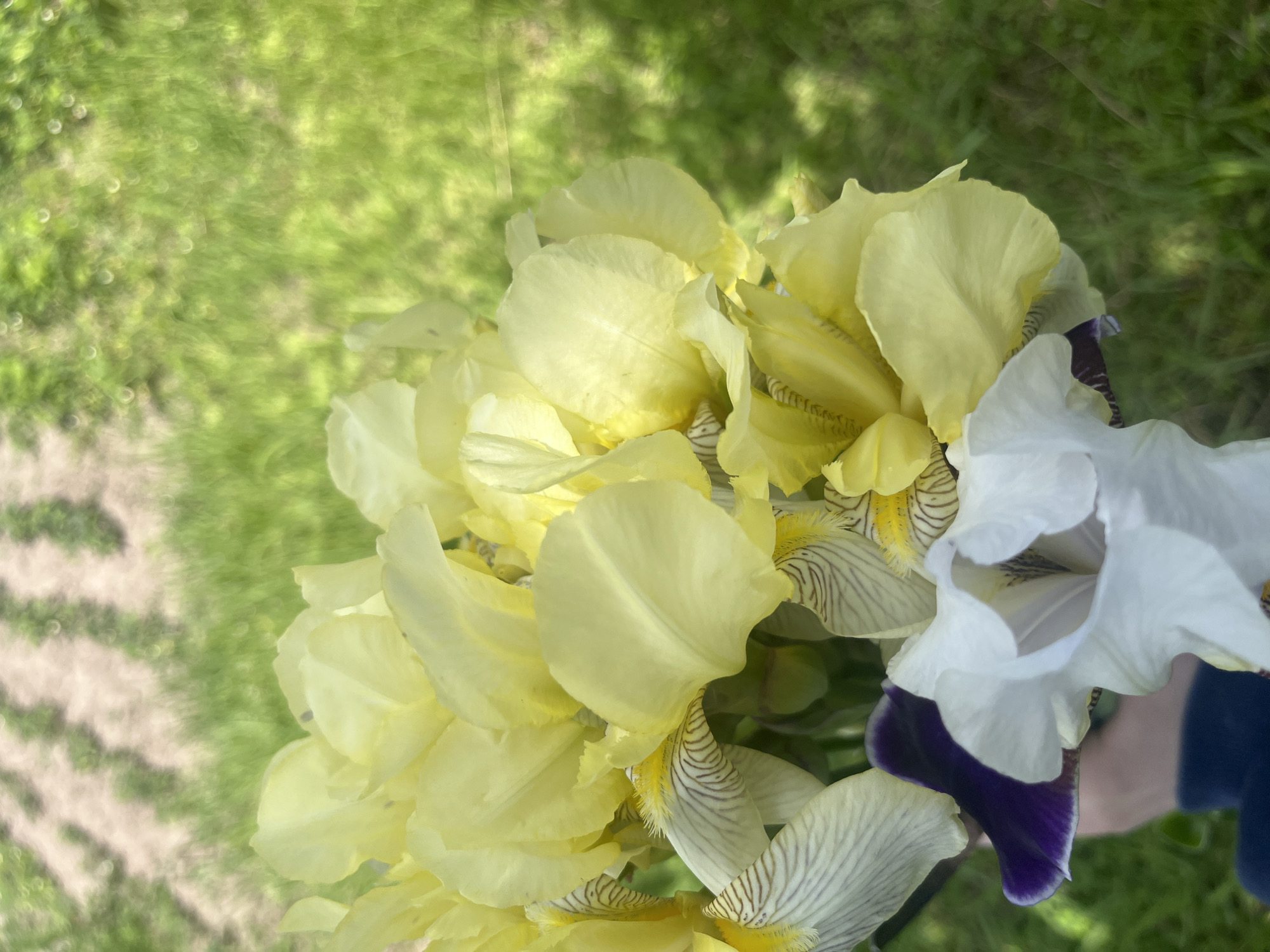 The image displays a vibrant bouquet of freshly gathered irises held outdoors in Новая Тура, Russia. The majority of the flowers are a soft yellow or creamy hue, with intricate brown and purple veining visible on the falls (lower petals) of several blossoms. Interspersed among them is a striking white iris featuring a dark, rich purple fall. A hand, partially visible in the bottom right corner and wearing a dark blue sleeve, holds the bouquet. The background is an out-of-focus expanse of bright green grass, suggesting a sunny outdoor setting like a garden or field. Faint, lighter striped patterns are discernible in the blurred grass on the left side, possibly indicating a path or cultivated area. The lighting suggests it is daytime, and the flowers appear fresh, implying a recent gathering or display of natural beauty. There is no visible text.