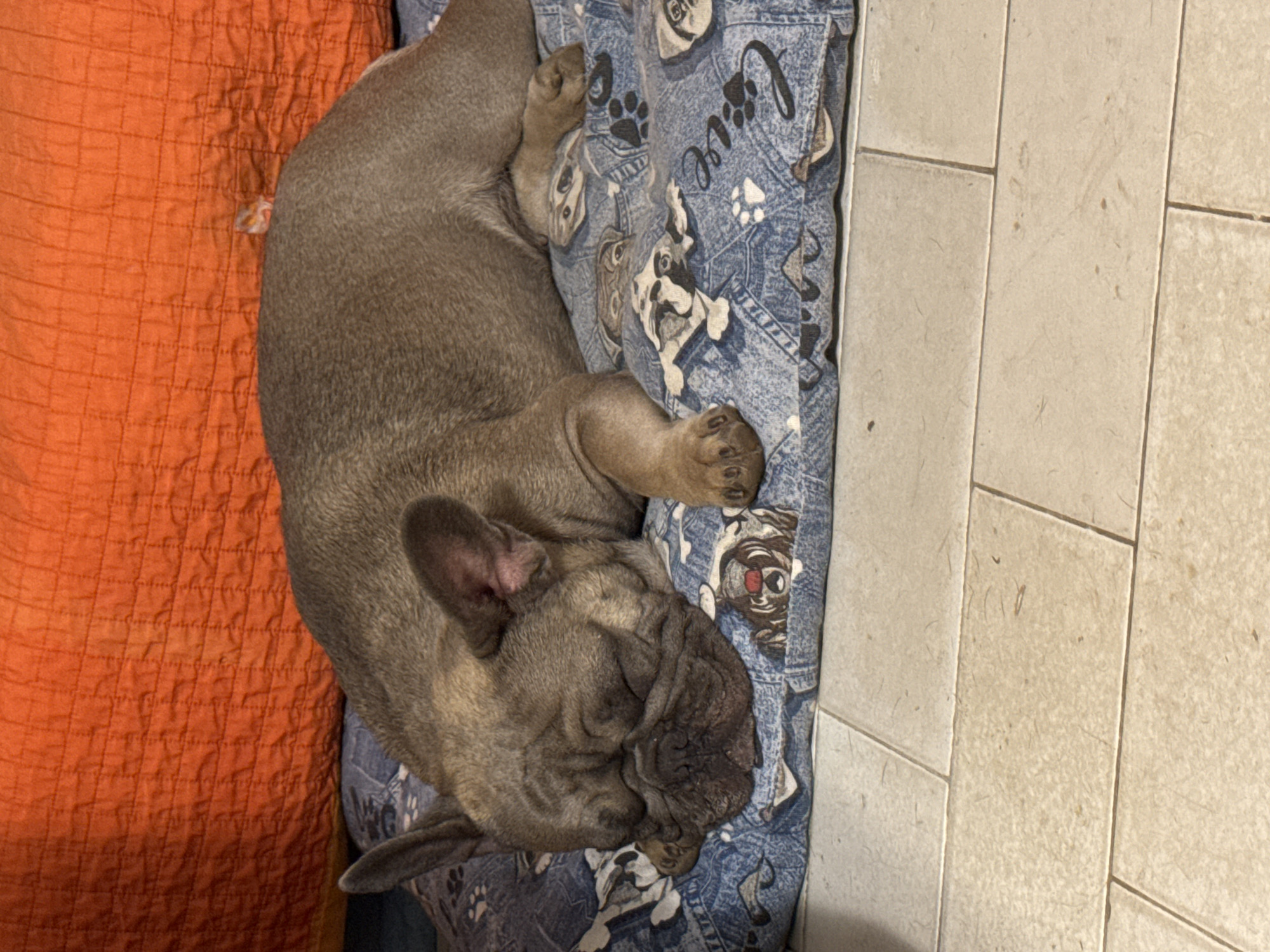 A fawn-colored French bulldog is sleeping on a blue dog bed patterned with cartoon dogs and paw prints. The dog is curled up on its side with its eyes closed and its snout resting on the bed. Behind the dog bed, there is an orange quilted pillow. The dog bed is placed on a beige tiled floor. The scene appears to be indoors, likely in a residential setting. There is no indication of the location in San Benedetto del Tronto, Italy.
