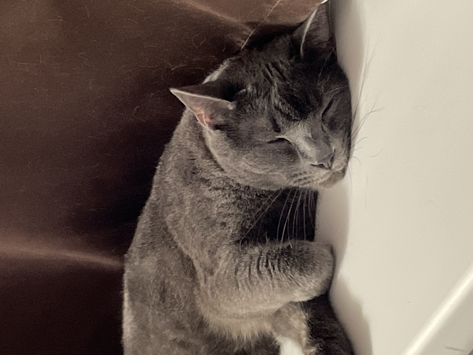 A close-up shot shows a gray cat sleeping soundly on a white surface. The cat's eyes are closed, and its head is resting on its paws, suggesting a deep slumber. The background is a blurry, dark brown fabric, possibly a blanket or piece of furniture. The lighting is soft, casting gentle shadows and highlighting the cat's fur. There are no visible signs of people or any specific landmarks that would indicate the city of Sochi, Russia.