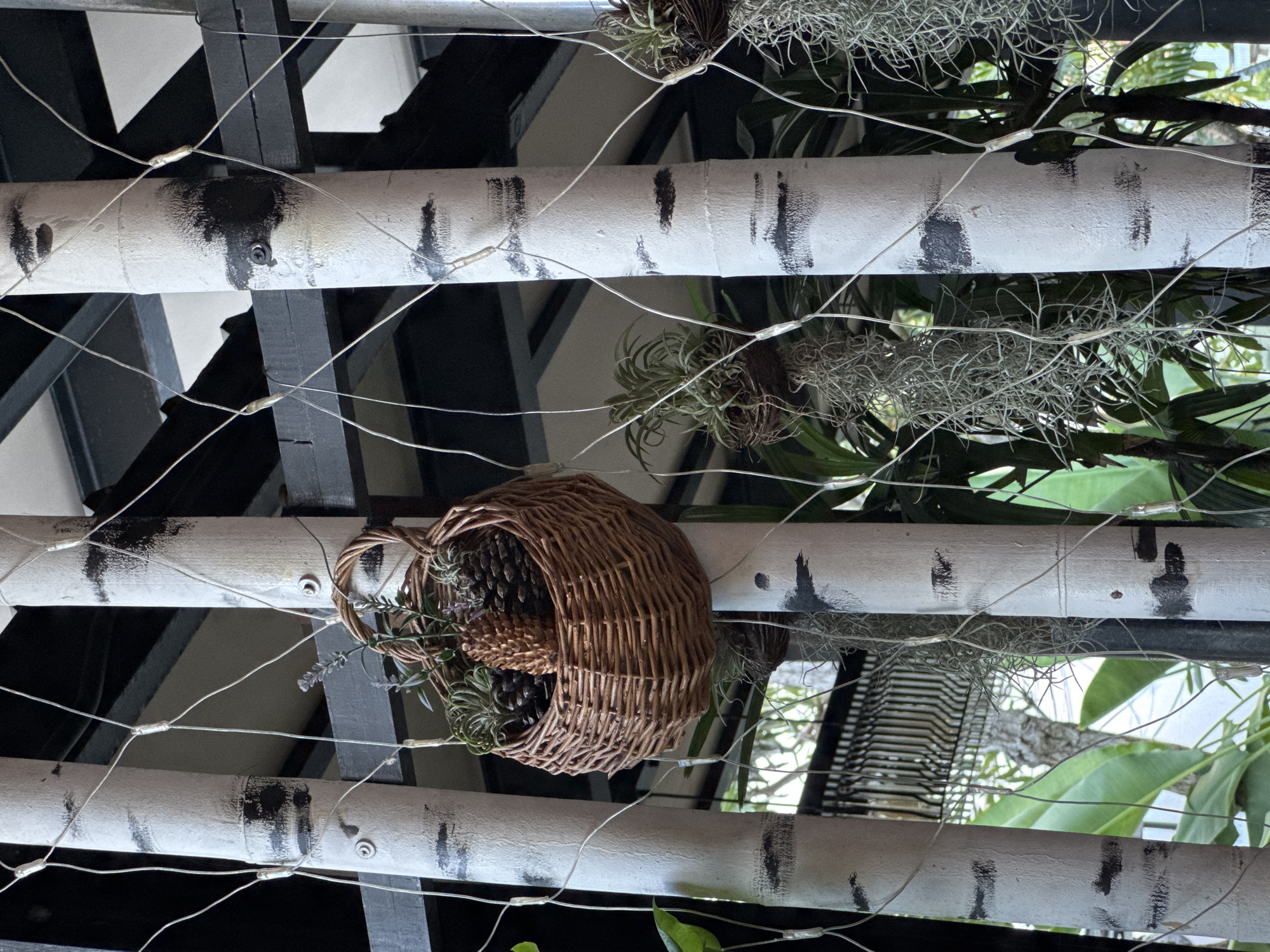In Baan Chaweng Noi, Thailand, a close-up shot shows a decorative arrangement attached to faux birch tree trunks. These trunks, painted white with black markings, are part of an outdoor setting, possibly a patio or garden area. Thin, white string lights are draped across the trunks, creating a festive ambiance.
A small, woven wicker basket hangs from one of the trunks, filled with a pine cone, sprigs of lavender, and other greenery. To the left and right of the main basket, other hanging planters are visible, containing air plants and Spanish moss, adding a touch of natural, whimsical decor. The background reveals lush green foliage and hints of darker structural elements, suggesting an area with abundant plant life and possibly a covered outdoor space. The overall impression is one of a thoughtfully designed, tranquil outdoor space with a focus on natural textures and decorative lighting.