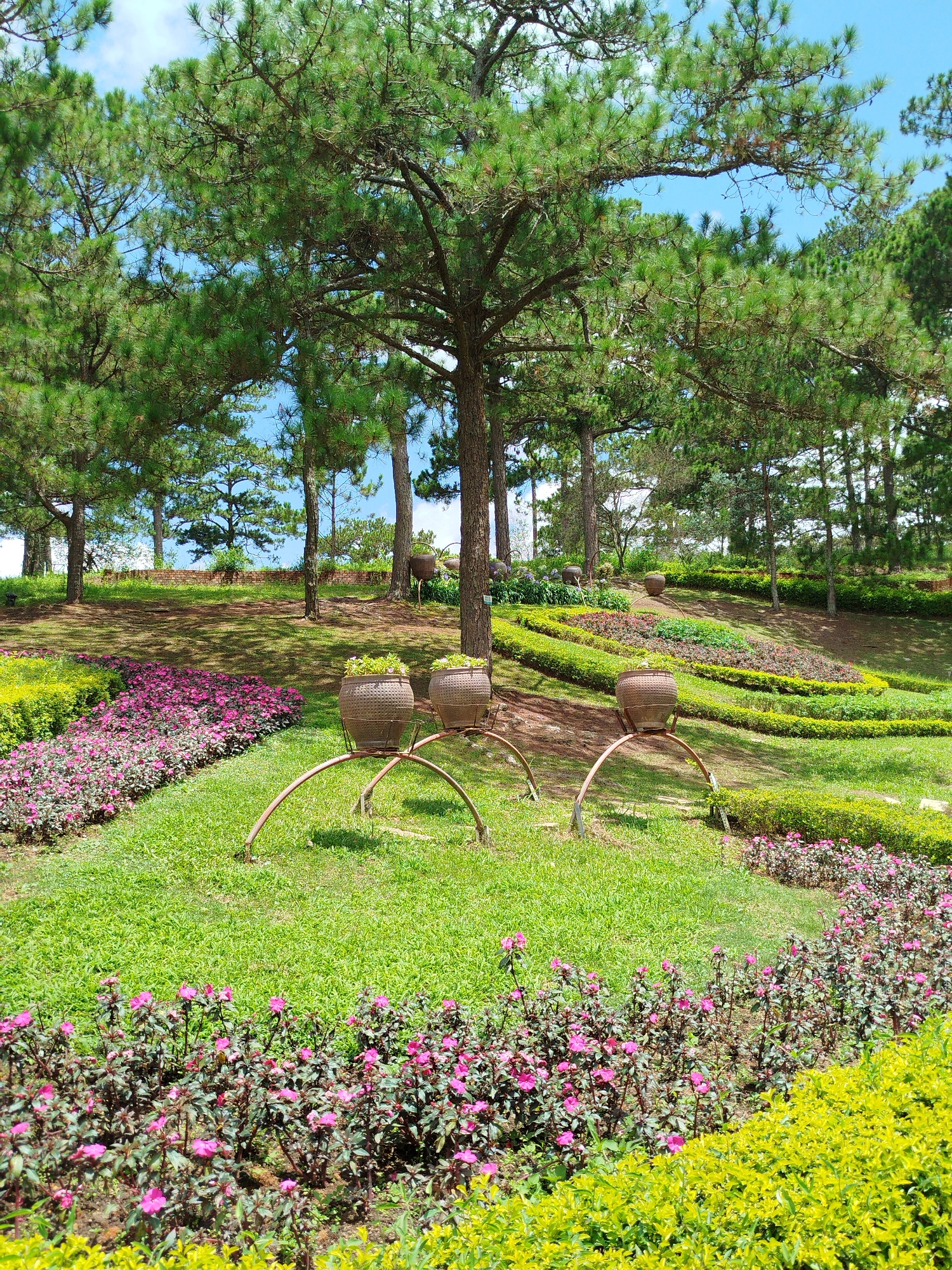 The image depicts a serene garden landscape at Lam Vien - Da Lat, Vietnam. The scene is dominated by lush green grass, a variety of flowering plants in shades of pink and yellow, and towering pine trees. In the foreground, a row of vibrant pink flowers is visible, bordered by a hedge of bright yellow foliage. Three ornamental terracotta pots sit on arched metal stands, adding a rustic charm to the garden. The background features a gently sloping hill adorned with tiered flowerbeds and more pine trees, suggesting a meticulously maintained park or botanical garden. The sky above is a clear blue, hinting at a pleasant, sunny day. The overall impression is one of tranquility and natural beauty, characteristic of the highland climate of Da Lat.