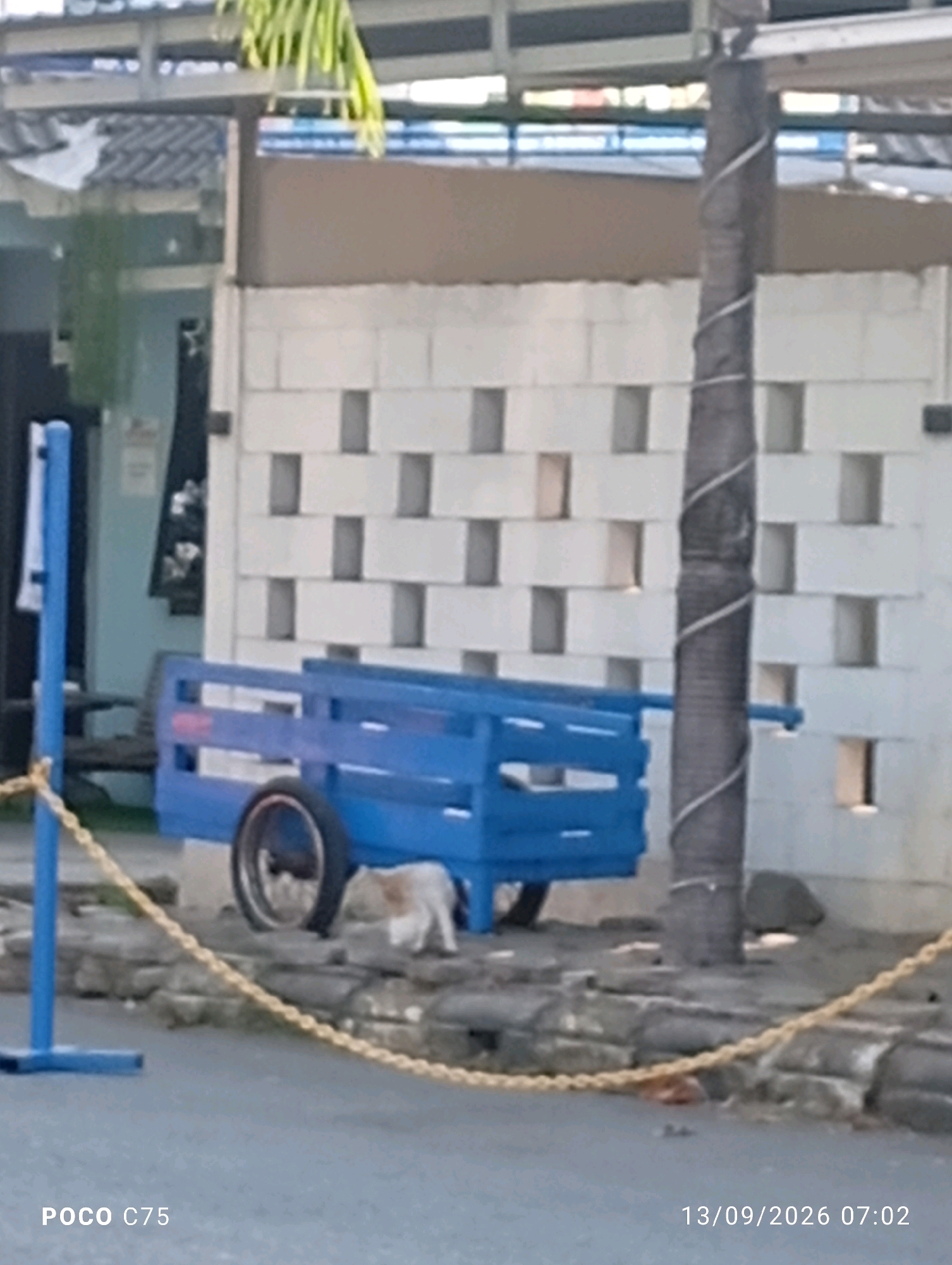 In Jepara, Indonesia, a blue wooden cart with a single wheel is positioned on a paved surface. A small animal, possibly a cat, is visible near the cart. A chain barrier, made of yellow rope, is in the foreground. Behind the cart, a wall constructed from white concrete blocks with rectangular openings is visible. A palm tree wrapped in wire stands to the right of the cart. The background shows a building with a corrugated roof and a green plant. The image is dated 13/09/2026 at 07:02.