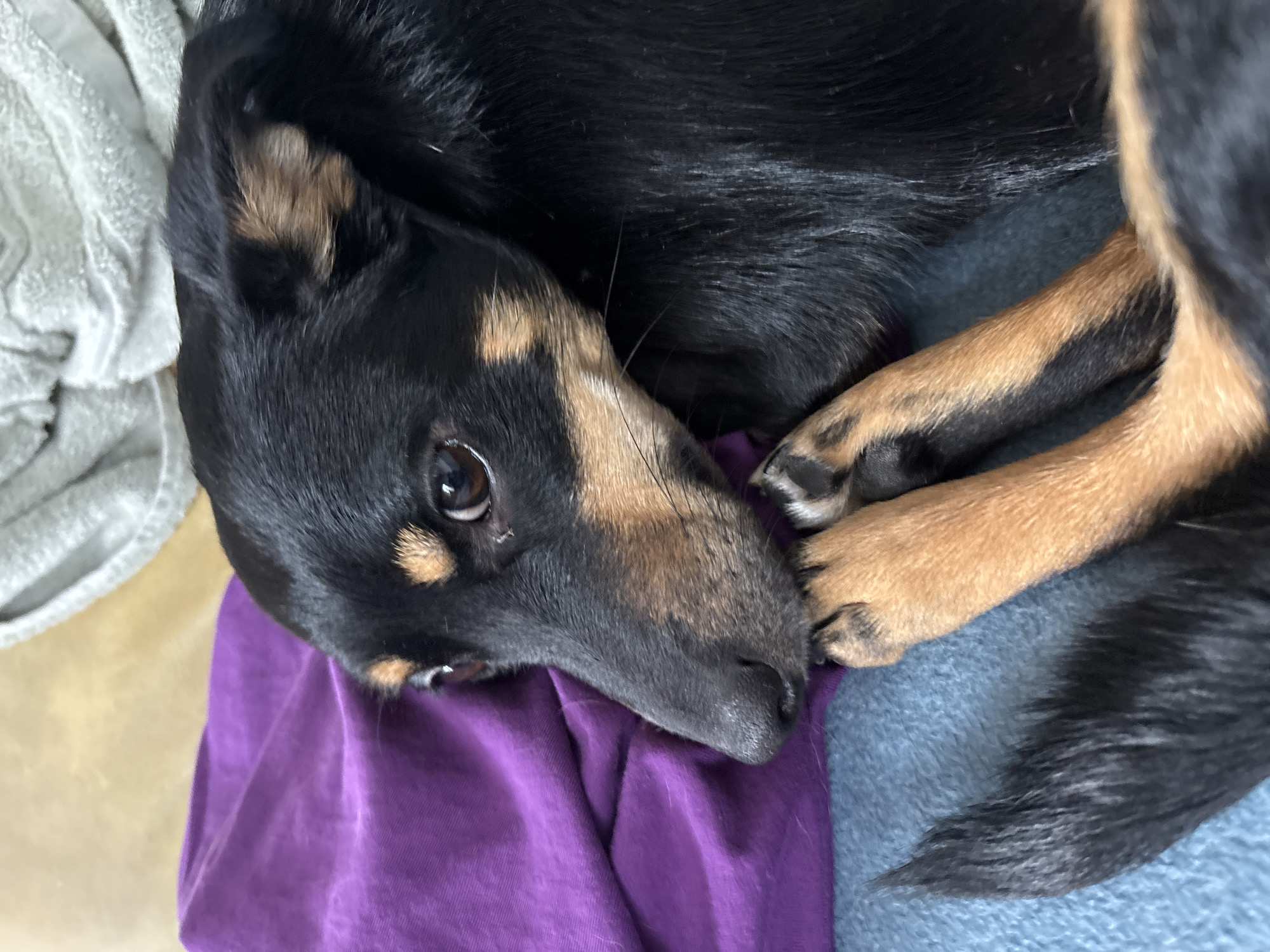 A medium-sized domestic dog with black and tan markings is observed lying indoors in Sofia, Bulgaria. The dog's fur is primarily black, with tan areas visible on its snout, above its eyes, on its cheeks, and on its front paws. Its dark brown eyes are directed slightly upwards and to the left. Its black nose appears moist. The dog is resting with its head on a crumpled purple fabric object, likely an article of clothing. Beneath its body and front paws is a blue, textured fabric. In the upper right background, a light grey textured fabric is partially visible, behind which is a blurry, light brown surface. A section of the dog's black, tapered tail is visible in the lower left portion of the image. The dog's front paws are curled inward.