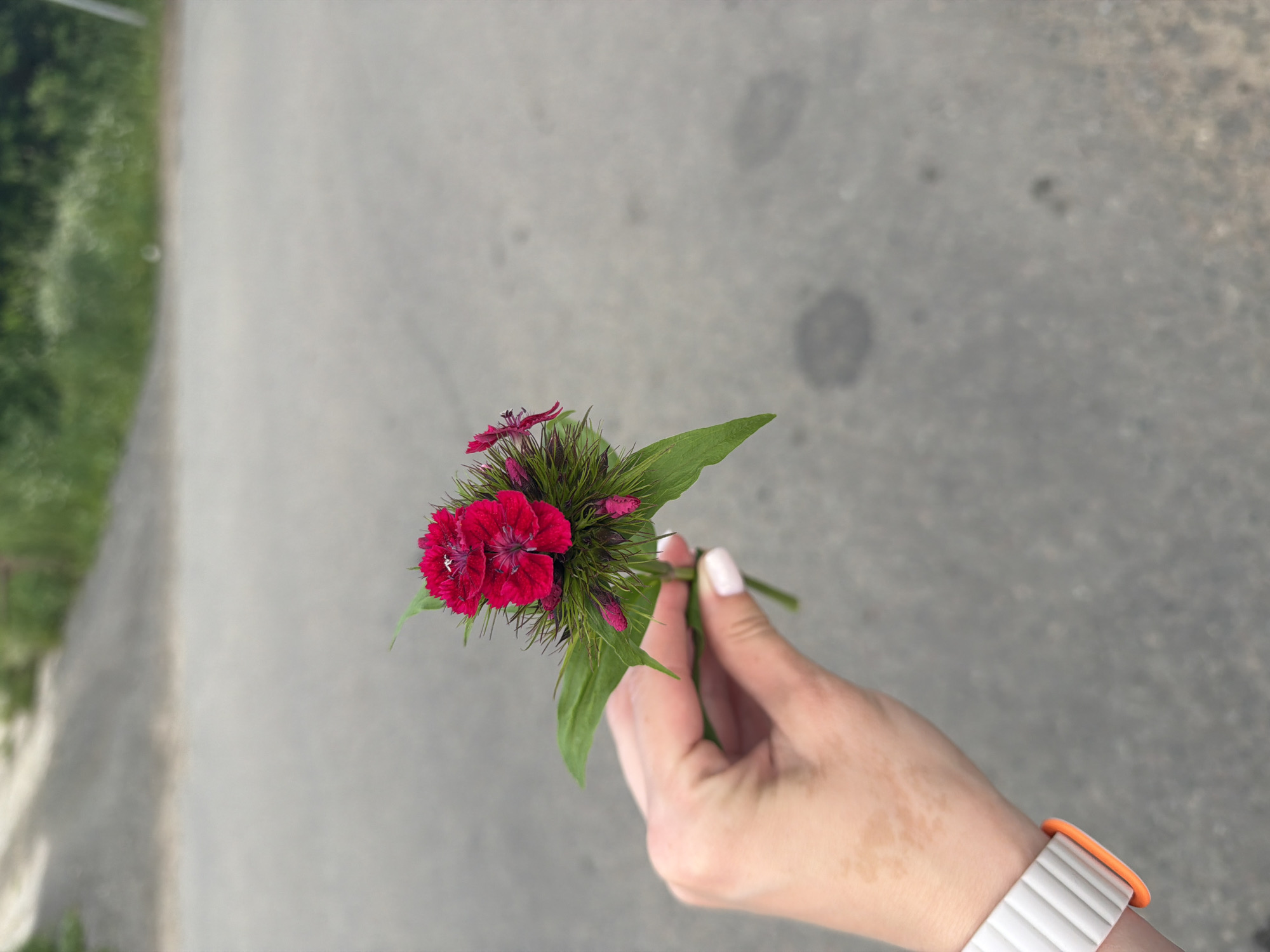 A close-up, medium shot captures a person's hand, with lightly tanned skin, holding a small cluster of red flowers with green leaves and thorny buds. The hand, positioned on the left side of the frame, shows light freckling on the back and has a white wristband with an orange accent, likely from a fitness tracker, around the wrist. The fingernails are painted a pale pink. The flowers are vibrant red with intricate petal formations and are partially obscured by spiky green bracts. The background is a blurred asphalt road, suggesting an outdoor setting on a paved surface. Green foliage is visible in the upper portion of the background, out of focus. The overall lighting suggests an overcast or shaded day.