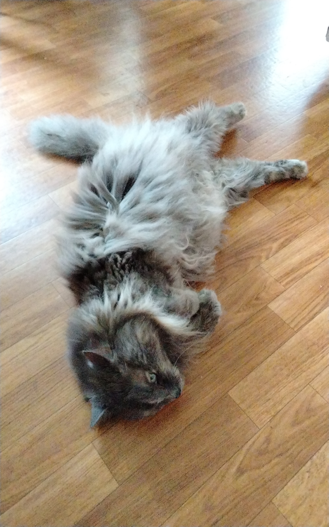 A fluffy gray and black cat is lying on its back on a wooden floor. The cat's eyes are open and it appears to be looking to the right. Its paws are splayed out. The floor is made of light brown wood planks. There is a bright light source coming from the upper right of the image, casting a shadow on the floor.