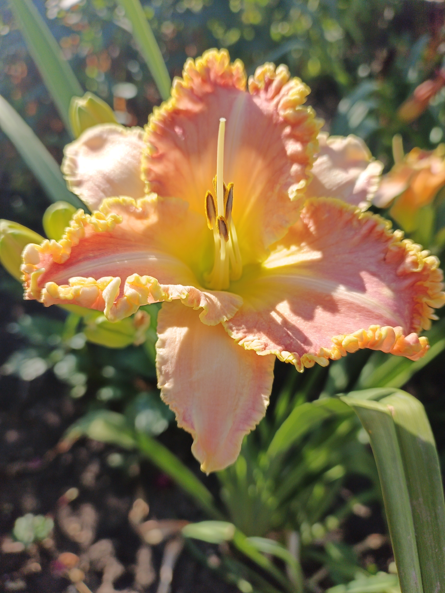 The image is a close-up shot of a peach and yellow daylily in bloom. The flower is centered and in sharp focus, with its ruffled petals catching the sunlight. The stamens and pistil are visible in the center of the flower. The background is blurred, showing green leaves, soil, and hints of other flowers. The scene is outdoors, likely in a garden, and appears to be illuminated by natural sunlight. The location is specified as Marynivka, Ukraine.