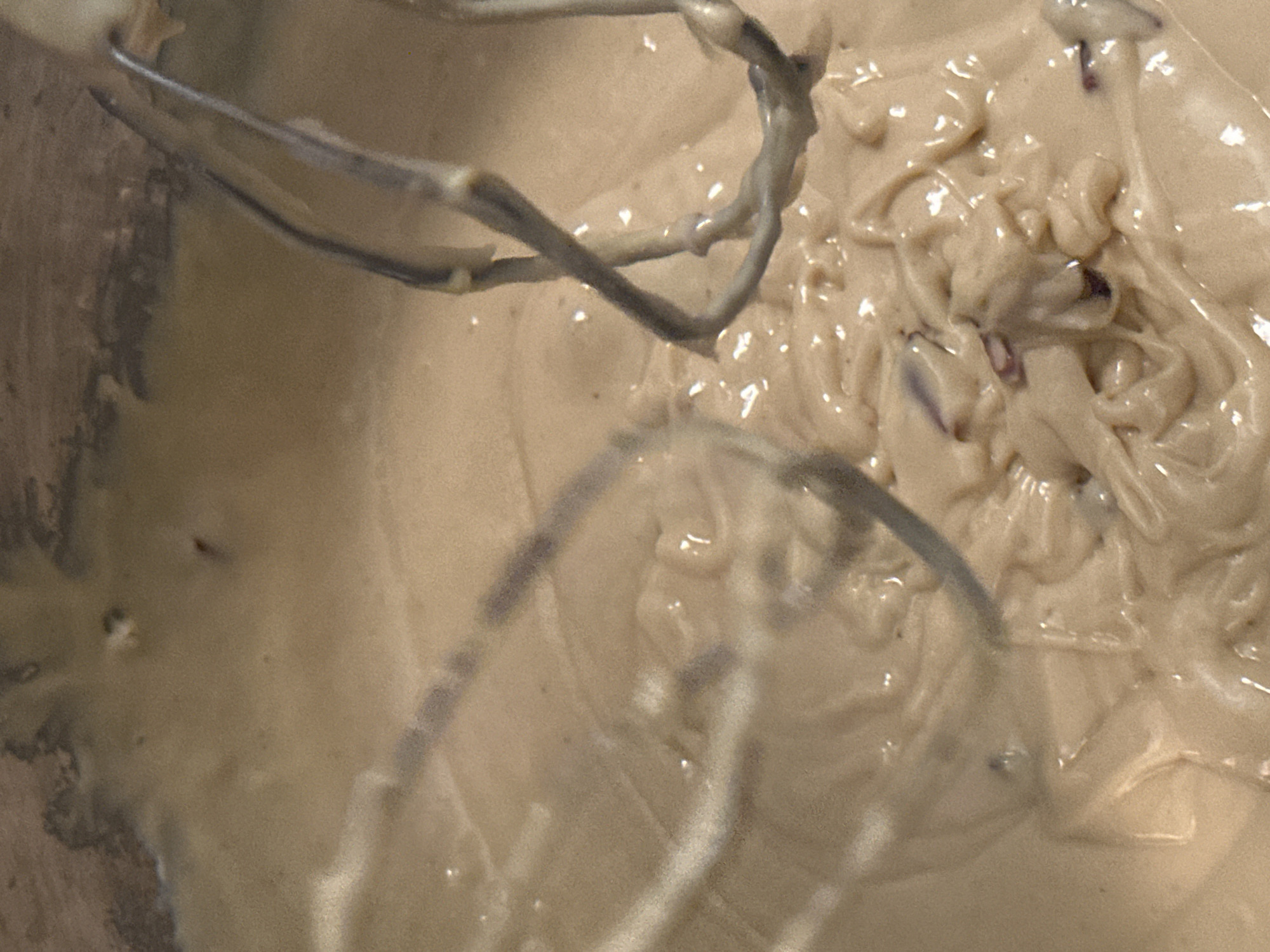 The image shows a close-up, overhead view of a light brown batter with visible dark purple flecks, likely fruit or vegetable pieces, being mixed in a bowl with two silver whisk attachments from an electric mixer. The batter is thick and appears smooth, with some shiny highlights indicating its consistency. The whisk attachments are positioned in the center and upper right of the frame, showing the mixing action. The background is a blurred gray bowl. The scene is indoors, likely in a kitchen setting, possibly in Nevinnomyssk, Russia, given the provided information. No people are visible in the image.