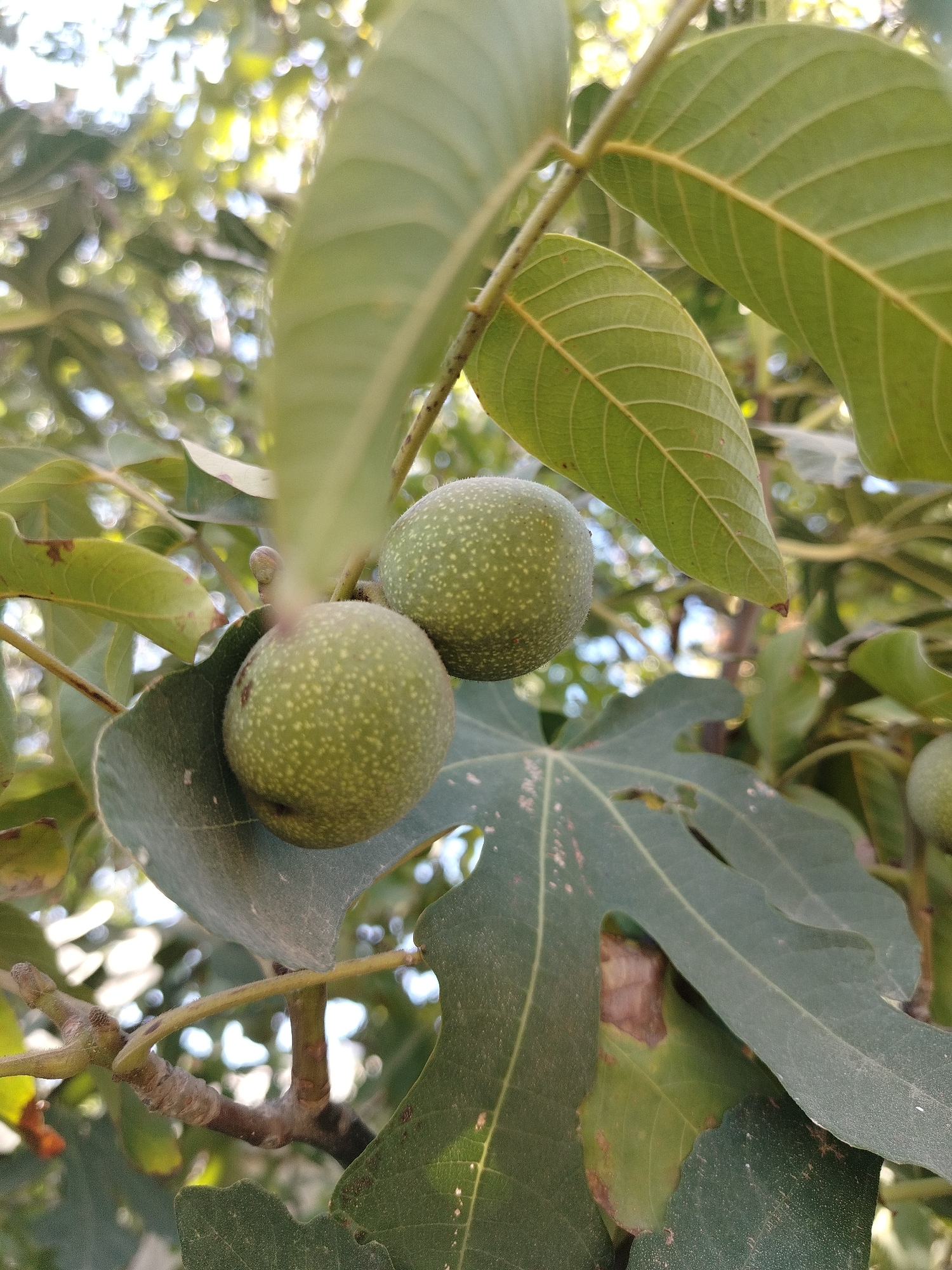 The image shows two green walnuts on a branch, surrounded by green leaves. The walnuts are spherical and have a slightly textured surface with small white dots. One walnut is positioned in the foreground, slightly to the left, while the other is behind and to the right of it. The leaves are large and veined, with some appearing lighter green and others darker. The background is blurred, showing hints of sunlight filtering through foliage. The scene suggests an outdoor environment, likely a garden or orchard. The image does not provide any specific details to indicate its location within the city of Tashkent, Uzbekistan. There are no people or animals visible in the image, and no actions or interactions are depicted. The overall impression is of a natural, still scene of ripening fruit on a tree.