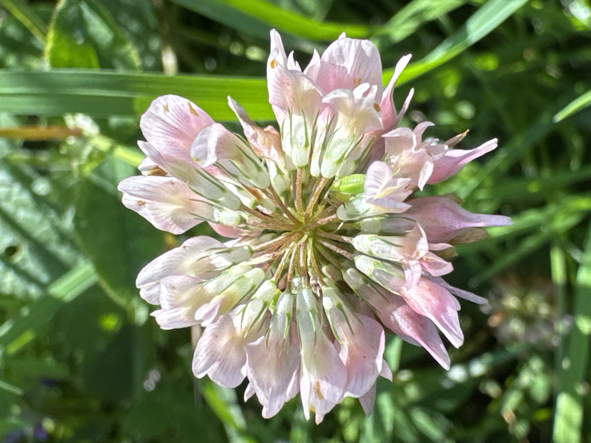 A close-up, overhead shot showcases a cluster of pale pink and white clover flowers in Steklyannyi, Russia. The flowers are tightly packed and arranged in a spherical shape, with delicate petals radiating outwards. The background is a blur of vibrant green foliage, suggesting a natural outdoor setting. The lighting appears to be natural daylight, creating soft shadows and highlighting the subtle textures of the petals. No people or man-made objects are visible in the frame.