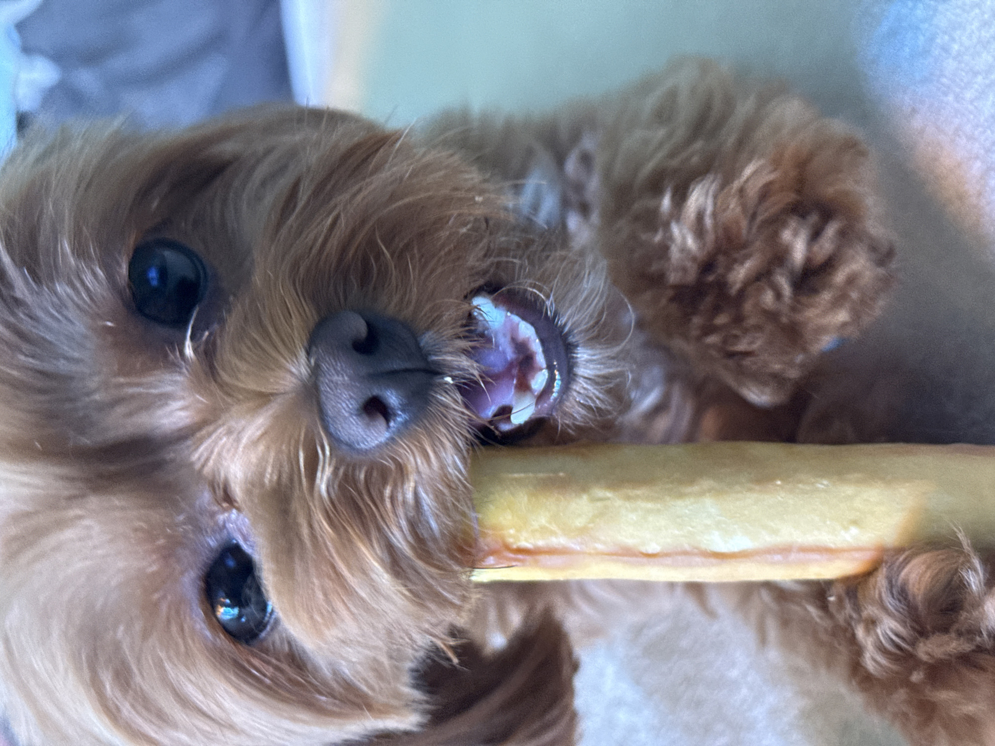 A close-up, eye-level shot features a small, brown dog with fluffy fur and dark, reflective eyes. The dog is holding a light yellow, rectangular chew toy in its mouth. The toy has streaks of a darker yellow or orange color running through it. The dog's mouth is slightly open, revealing its teeth and the pink interior of its mouth. The background is soft and out of focus, with areas of light blue and beige. The lighting appears to be artificial, possibly from an indoor setting, and casts a slight glare on the dog's fur and eyes. There are no visible landmarks or elements that suggest a specific location in Prague, Czechia.