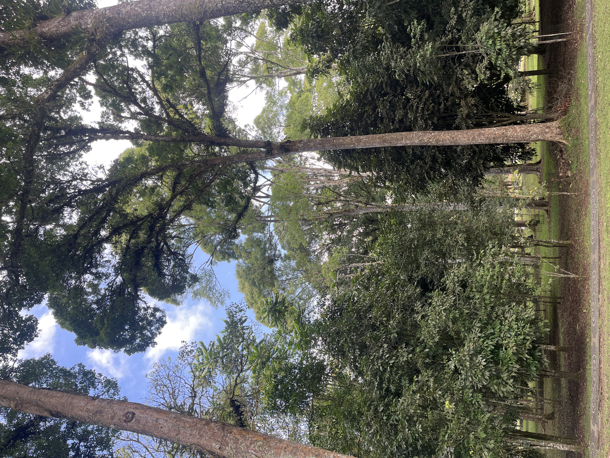 The image depicts a lush, green forest scene with tall trees reaching towards a bright blue sky dotted with white clouds. The foreground features a well-maintained pathway made of interlocking paving stones with a decorative pattern, bordered by green grass. The pathway leads into a dense collection of trees with thick foliage and mossy branches. The overall impression is one of natural beauty and tranquility, possibly in a park or botanical garden setting within the city of Baturiti, Indonesia, given the tropical vegetation. No people or animals are visible in the frame.