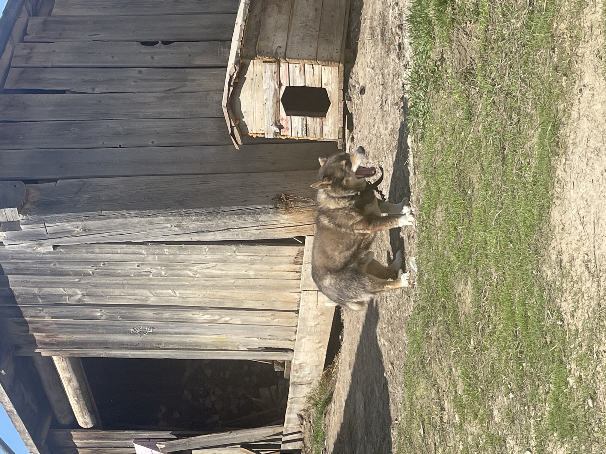 The image depicts a dog standing in a yard next to a weathered wooden building and doghouse. The dog, wearing a collar, appears to be yawning. The yard has patches of grass. The wooden building appears aged and possibly dilapidated. The location is not discernable from the image.