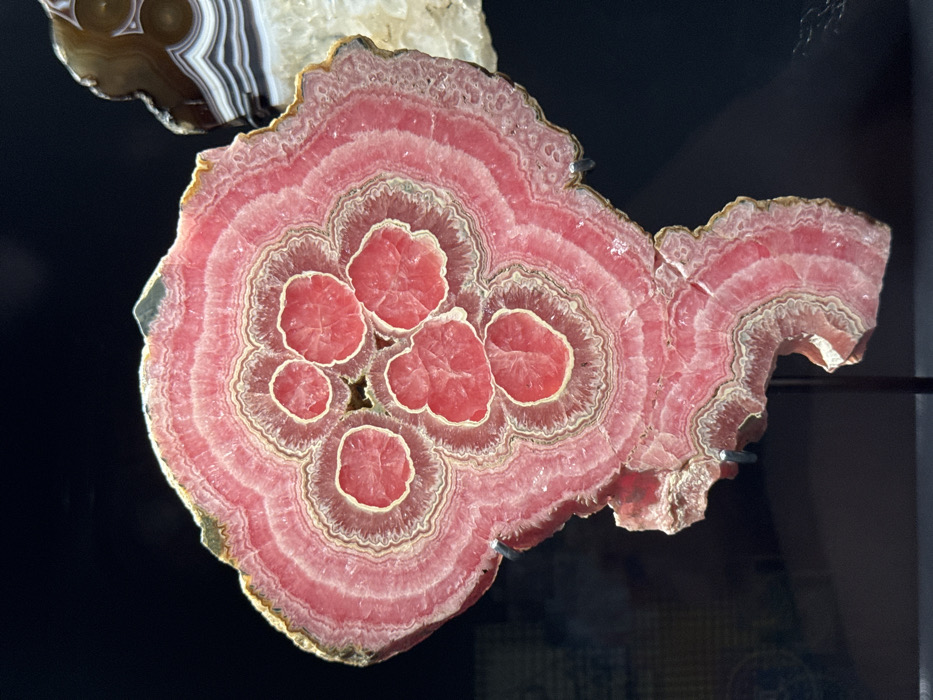 A slab of rhodochrosite is displayed with concentric bands of pink and tan shades. The center features multiple circular patches of deeper pink, each bordered by a lighter-colored halo. The outer regions show the characteristic banding pattern of the mineral. A small piece of a brown and white banded agate is visible in the upper left corner. The specimen is set against a dark background, potentially within a display case.