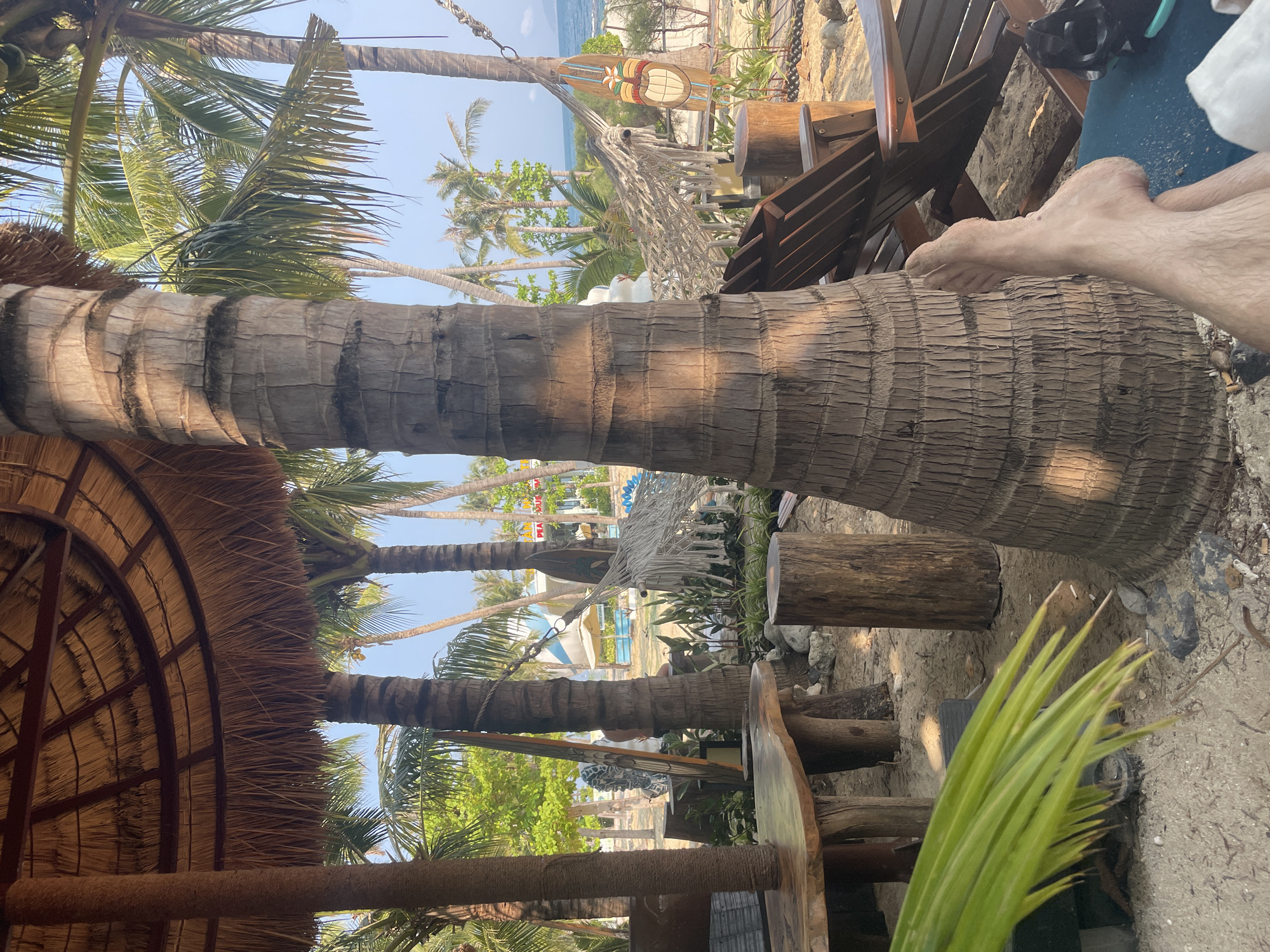 The image shows a beach scene in the city of Bac Natural Heritage Area Trang, Vietnam. Several palm trees are prominently featured, one of which is very close to the viewer. The bases of the palms are rooted in the sandy ground. There is a thatched-roof structure partially visible in the lower left corner. In the background, beach furniture, a hammock, and more palm trees leading towards the ocean can be seen. A person's feet are visible in the upper right corner. The scene is bathed in natural sunlight.
