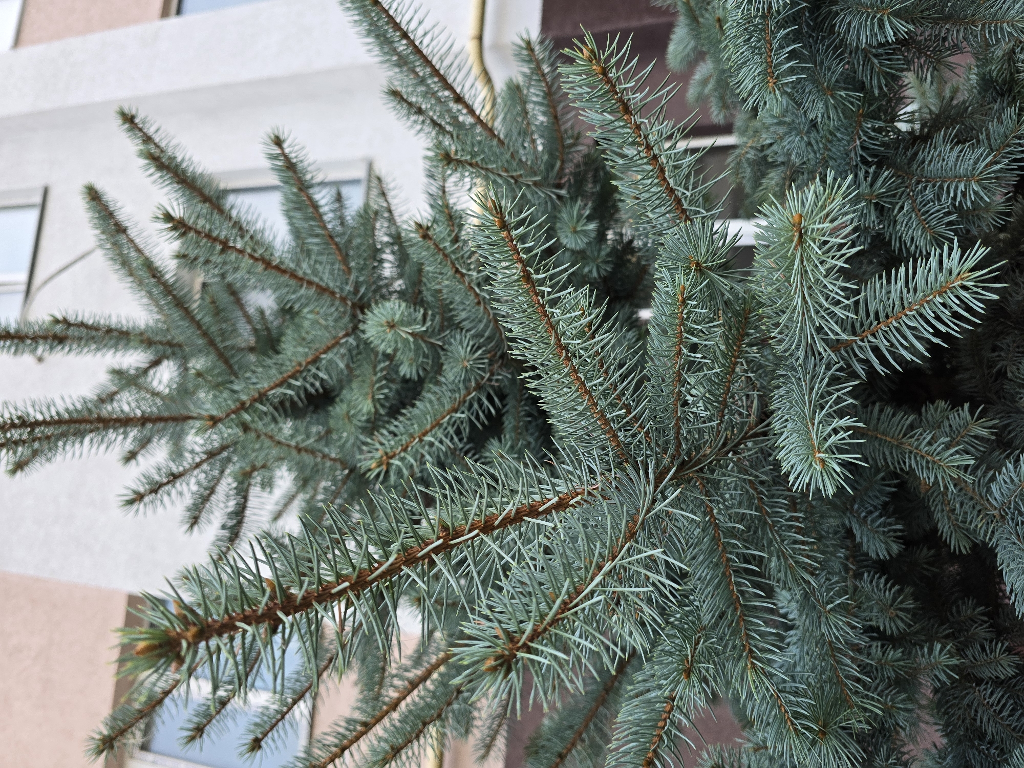 The image shows a close-up of a blue spruce tree in front of a building. The tree has dense foliage with sharp, needle-like leaves, tinged with a silvery-blue hue. The branches are visible, with some smaller, newer growth buds at the tips. In the background, the building appears to be residential or institutional, with windows and a light-colored facade. A horizontal band of yellow can be seen along the side of the building, possibly part of an awning or trim. The environment suggests an urban setting, potentially a courtyard or streetscape in Vyshneve, Ukraine, given the context. There are no people or animals visible in the frame, and the focus is entirely on the textures and colors of the evergreen tree.