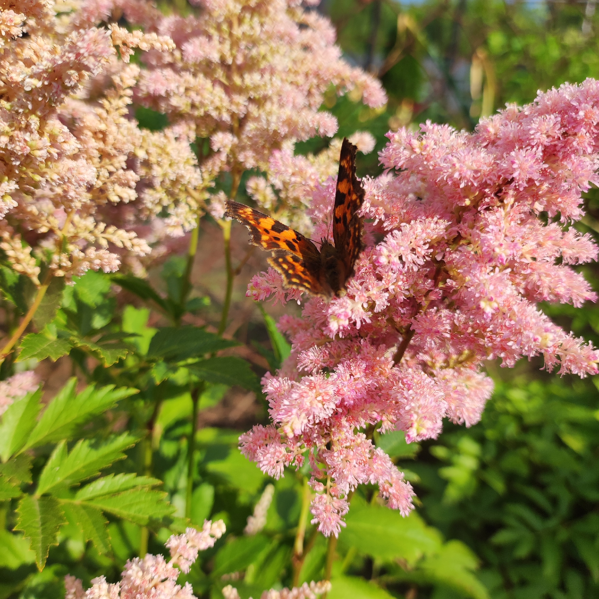 A close-up, eye-level, outdoor photograph showcases a butterfly perched on a cluster of pink Astilbe flowers. The butterfly, identified as a Small Tortoiseshell (Aglais urticae) due to its distinctive orange and black wing patterns, is positioned centrally on a feathery bloom. The flowers, in varying shades of light pink and cream, form soft, blurred plumes, creating a romantic and delicate atmosphere. Dark green, serrated leaves are visible in the foreground and background, providing a rich contrast to the floral display. The overall lighting suggests it is daytime, possibly late afternoon, with a warm glow illuminating the scene. The setting is likely a garden or natural landscape, given the abundance of vegetation. There are no people or man-made structures visible, focusing the viewer's attention entirely on the natural elements.