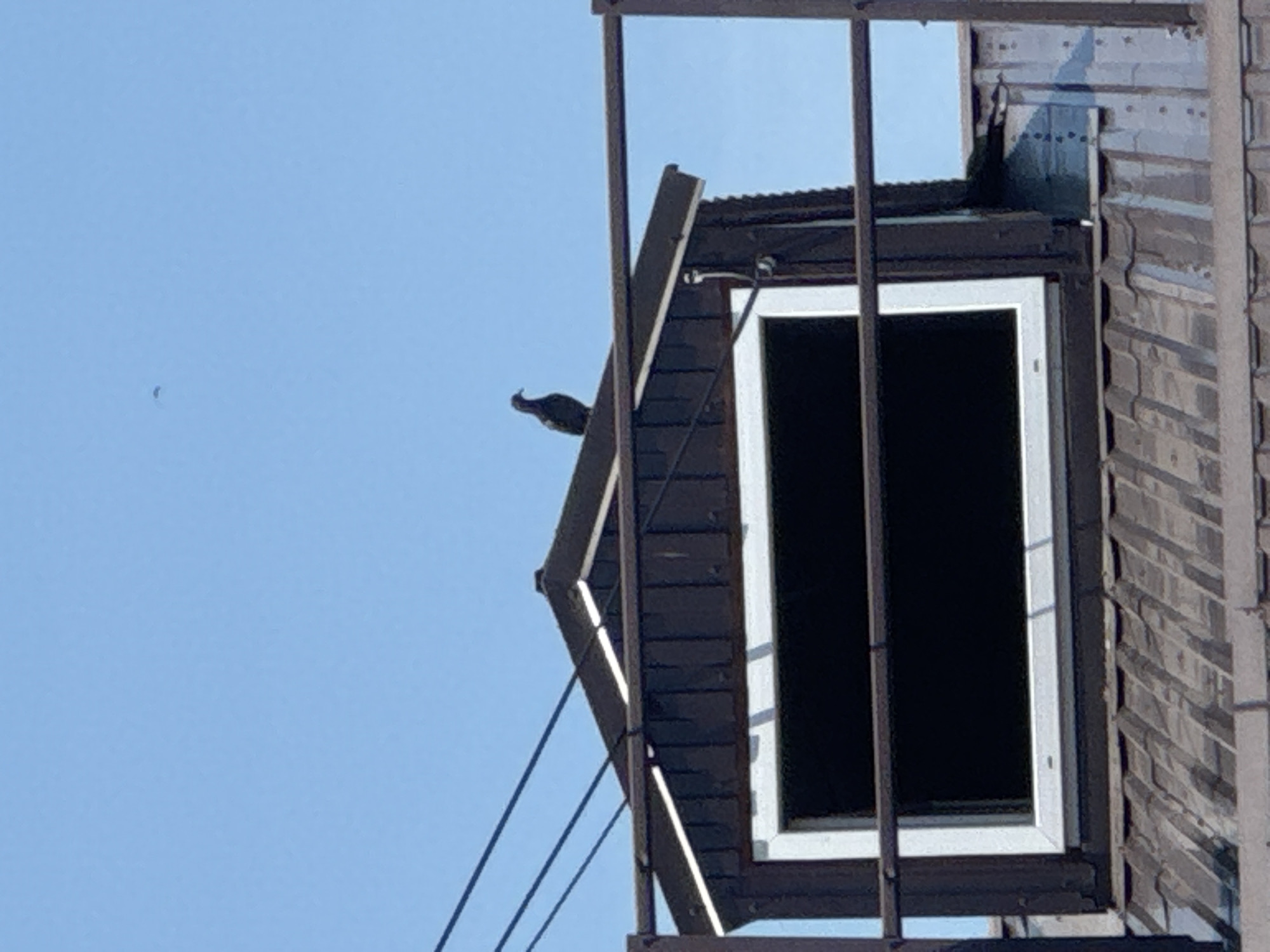 A dark-colored bird is perched on a slanted wooden beam against a clear blue sky. The bird is facing left and appears to have a crested head. The beam is part of a dark wooden structure with a black roof. To the right of the beam is a window with a white frame, which is dark on the inside, suggesting it is not lit. The structure is partially obscured by vertical metal bars, which are in the foreground and appear to be part of some scaffolding or framework. The exterior of the structure to the right of the window is made of corrugated metal siding. The lighting suggests it is daytime, and the clear sky indicates fair weather. A small, dark speck, possibly another bird or an insect, is visible in the sky to the far left of the image. The setting appears to be outdoors, possibly a rural or industrial area, given the materials of the structure. No text is visible in the image.