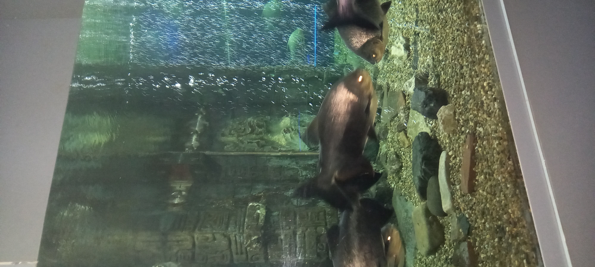 The image shows an aquarium with several large, dark-colored fish. The fish are positioned in various orientations within the tank, some appearing to swim towards the top and others near the bottom. The aquarium's background is decorated with gravel, rocks, and what appears to be a faux ancient ruin structure, possibly Egyptian in style. Many tiny bubbles are rising through the water. The setting appears to be indoors, possibly in the city of Krasnodar, Russia.