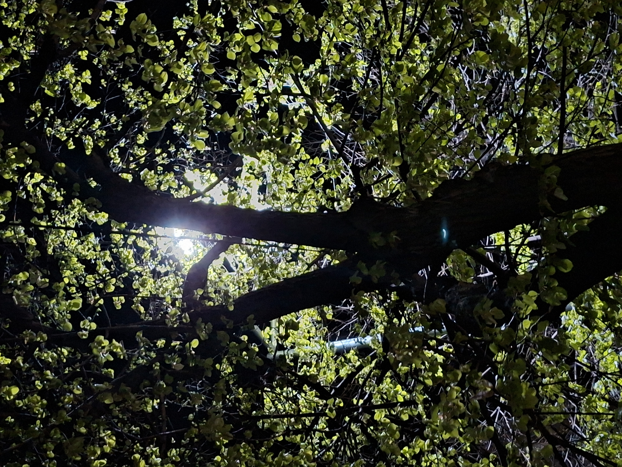 A low-angle nighttime shot taken in Plovdiv, Bulgaria, shows a dark tree canopy with bright green leaves backlit by a streetlight. The tree trunk and branches are thick and dark, forming a prominent structure against the night sky. The light source is partially obscured by the tree, creating a bright flare. The background is a dark, almost black expanse, implying a night setting. The scene is still and quiet, capturing a moment of urban nature under artificial illumination.
