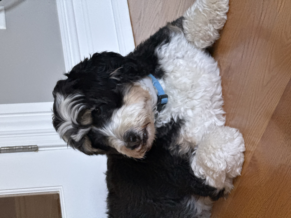 A medium-sized tricolored dog, consistent with a Bernedoodle, is centrally positioned, lying on a polished light brown wooden floor. The dog exhibits black fur on its upper body and head, white fur on its chest, belly, and forelegs, and distinct tan markings above its eyes and on its cheeks. A white and black striped pattern is visible on its forehead. A light blue fabric collar with a black plastic buckle is worn around its neck. The dog's head is turned approximately 30 degrees to its left, with a closed mouth and slightly visible lower lip. The immediate background features a white paneled door with a visible silver hinge and white trim on the left, and a plain light grey wall with white baseboard molding on the right. The scene is set indoors. The image provides no identifiable elements to determine a specific geographical location within the city of Princeton, United States.