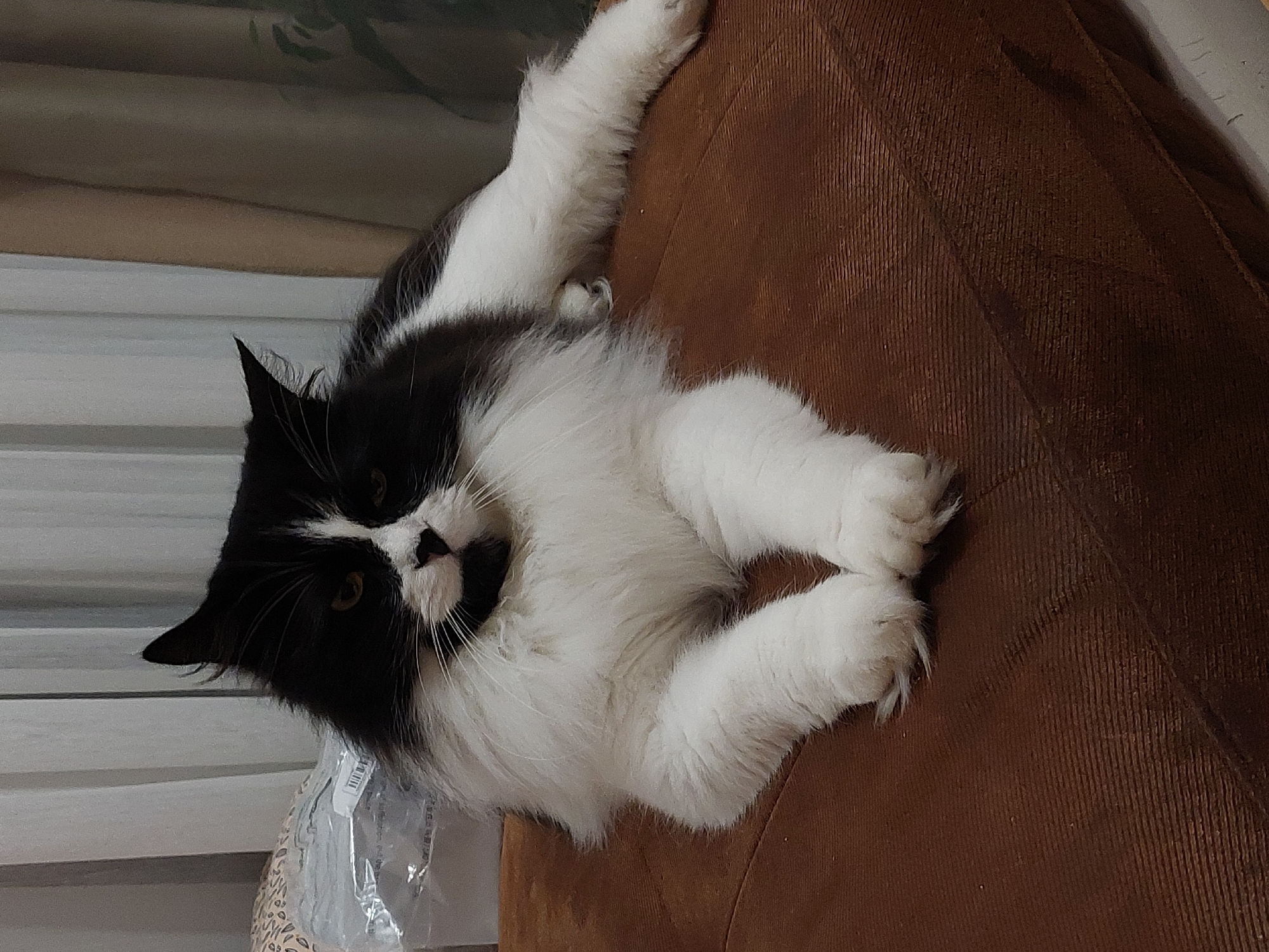 A black and white long-haired cat with yellow eyes is lying on a brown textured surface, possibly a couch or cushion. The cat is facing the camera, with its front paws crossed. Its fur is fluffy, particularly around its neck and chest. The background consists of curtains, one appears white and the other a beige or tan color. To the left of the cat, there is a transparent plastic bag with some printed text on it. The lighting suggests an indoor setting, likely a home. The scene depicts a domestic animal in a relaxed pose. There is no information to suggest this image is located in Plovdiv, Bulgaria.