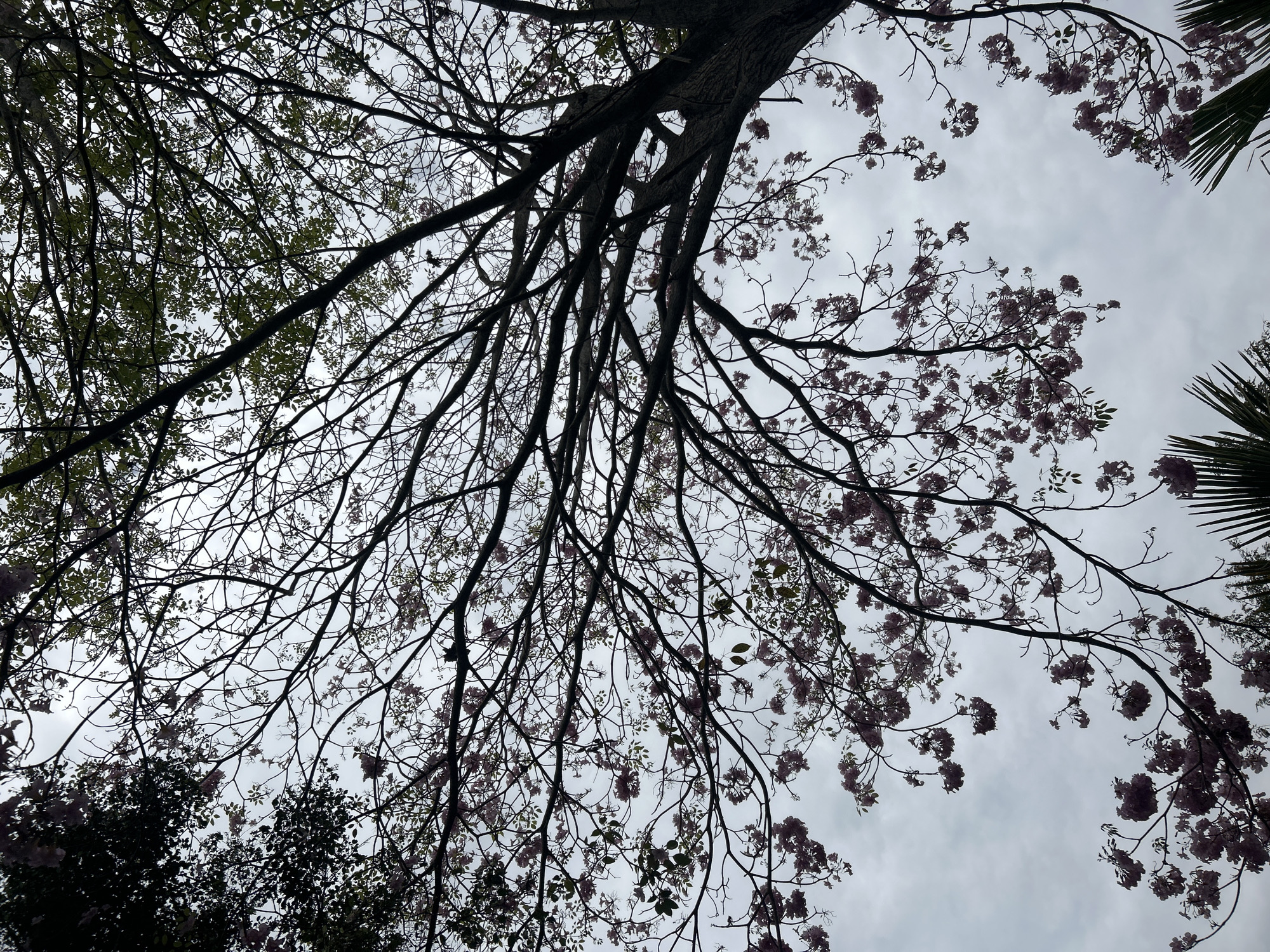 The image shows a close-up, upward view of the branches of a flowering tree against a cloudy sky. The branches are bare in some areas, with clusters of small, pinkish-purple flowers on others. The leaves are sparse and predominantly a dark green color. The sky is overcast with soft, diffused light. In the lower part of the image, hints of palm fronds are visible, suggesting a tropical or subtropical environment. The scene is devoid of human presence or any other discernible activity. The setting appears to be outdoors, likely in a natural or park-like area within the city of Tanubada, Papua New Guinea.