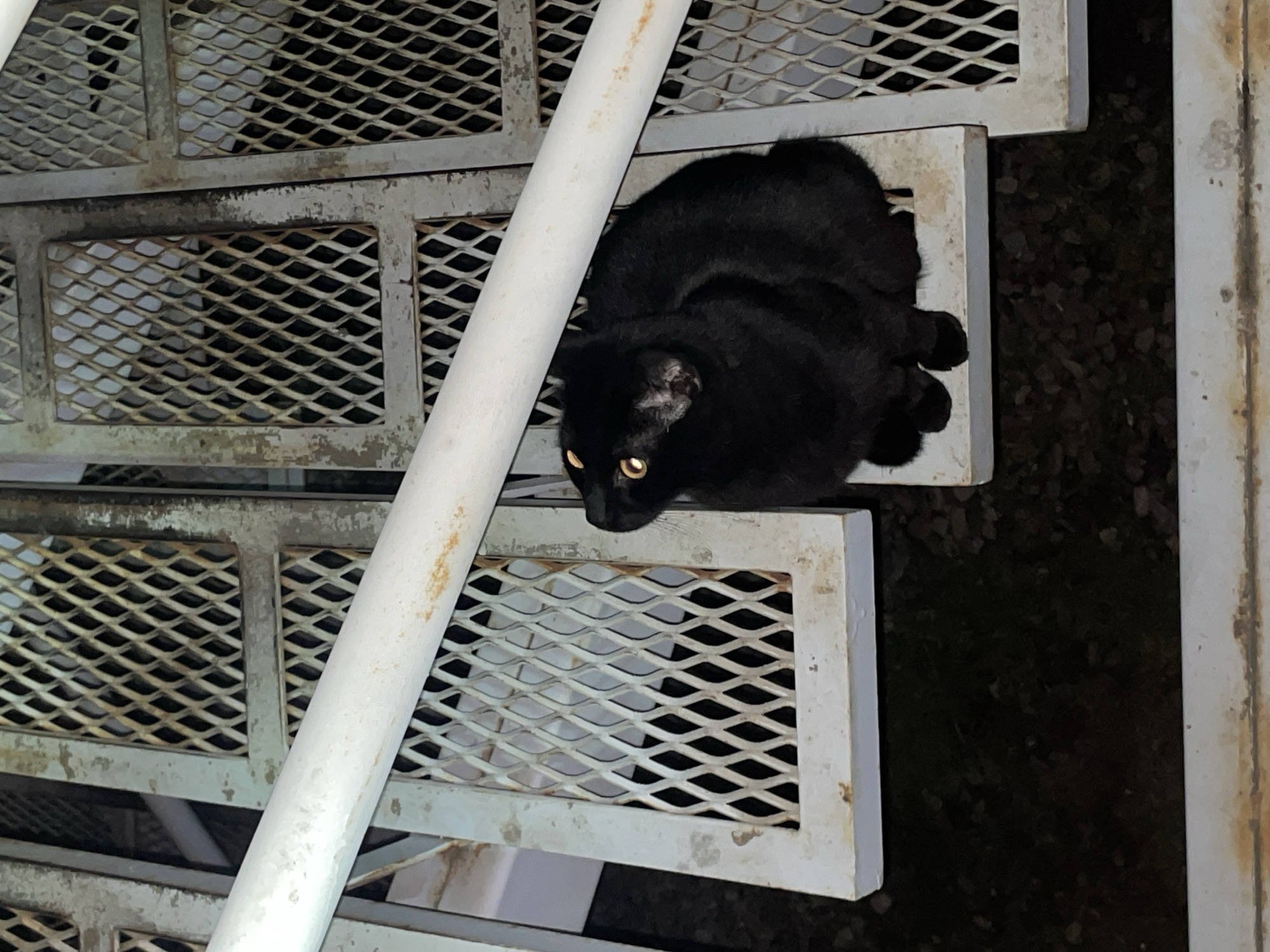 A black cat with yellow eyes is lying on the top step of an industrial-style metal staircase. The steps are made of a metal grid. A white pipe runs diagonally across the foreground of the image, partially obscuring the cat. The background is dark and indistinct, but appears to be an outdoor environment. The scene is possibly located in Ushuaia, Argentina, although there are no specific markers in the image to confirm the location.