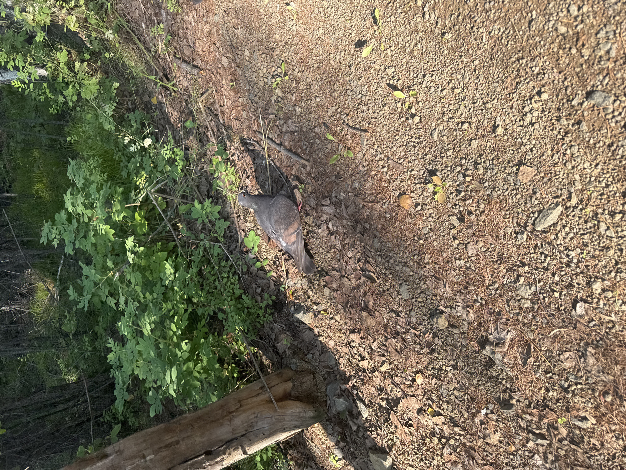 A pigeon stands on a dirt path in a forest. The pigeon is gray with some red and brown markings. The path is covered with dirt, small stones, and pine needles. There are trees and green foliage in the background. The scene is outdoors during the daytime, with sunlight casting shadows. The location is the Bratsk Reservoir area, which is part of the city of Bratsk, Russia.