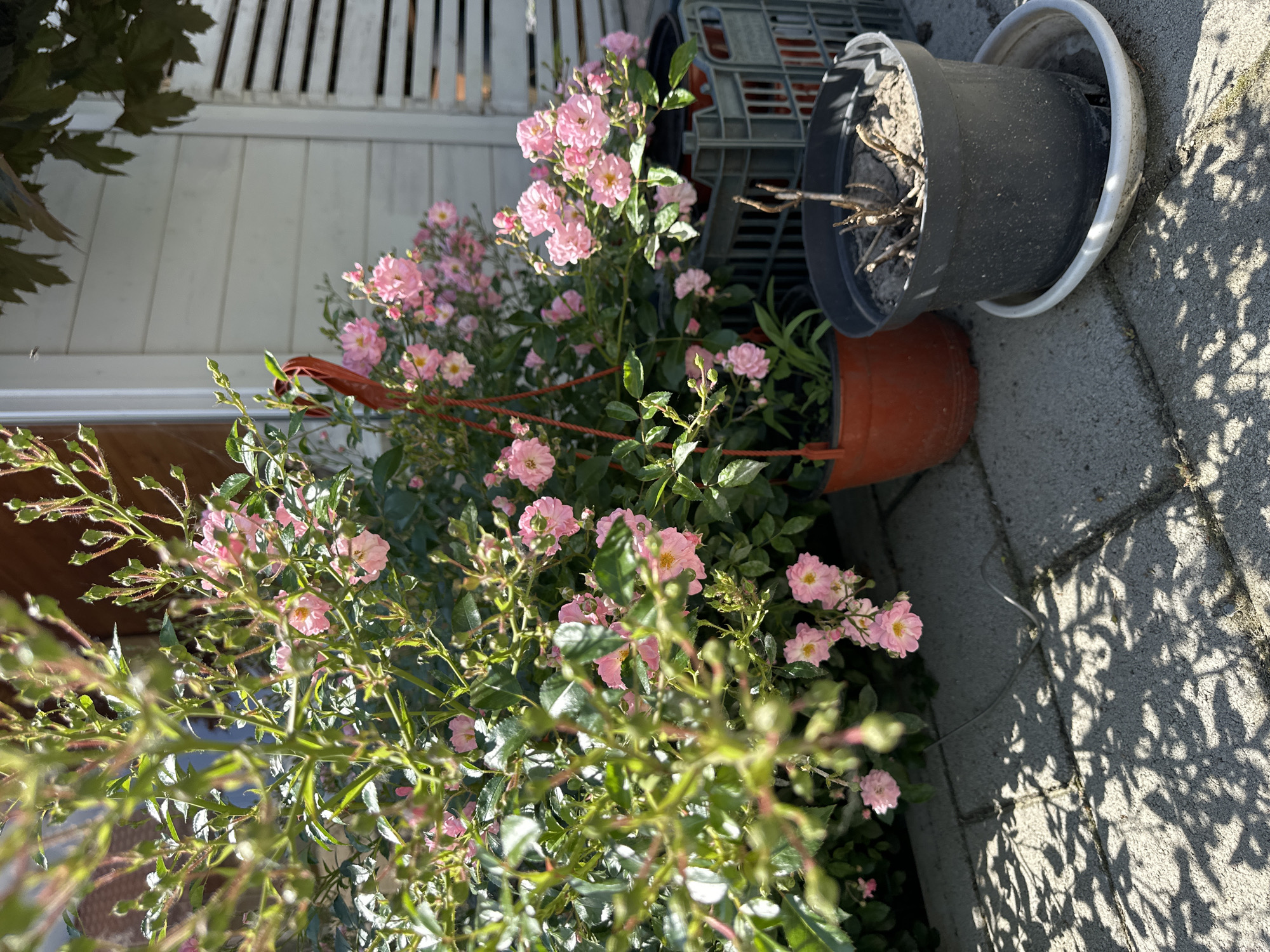 A close-up, eye-level shot captures a vibrant pink rose bush in bloom, its delicate flowers and green foliage dominating the left side of the frame. The bush is positioned on a paved patio, casting dappled shadows on the grey interlocking stones. To the right of the rose bush, a red hanging pot contains more of the same pink roses. Further to the right, a weathered grey plastic crate is visible. In the foreground, a dark grey plant pot sits on a white saucer, containing a dry, bare plant stalk. Behind the rose bush and to the right, the exterior of a white, wooden-sided building with louvered shutters is visible. The scene appears to be outdoors, likely in a garden or courtyard setting within the city of Nevinnomyssk, Russia, bathed in bright sunlight. No people or animals are present.