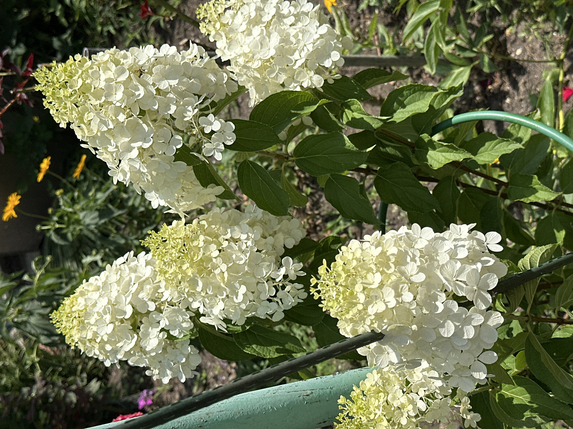 In Yessentuki, Russia, this image captures a close-up view of several white hydrangeas in bloom. The flowers are clustered in conical shapes, with individual petals appearing delicate and full. The hydrangeas are set against a backdrop of lush green foliage, suggesting a garden setting. The scene is bathed in sunlight, creating dappled shadows and highlighting the textures of the petals and leaves. In the background, hints of other garden elements are visible, including other plants and what appears to be soil. A green metal pole is present in the foreground, partially obscuring one of the hydrangea bushes. The overall impression is one of a vibrant, sunlit garden.