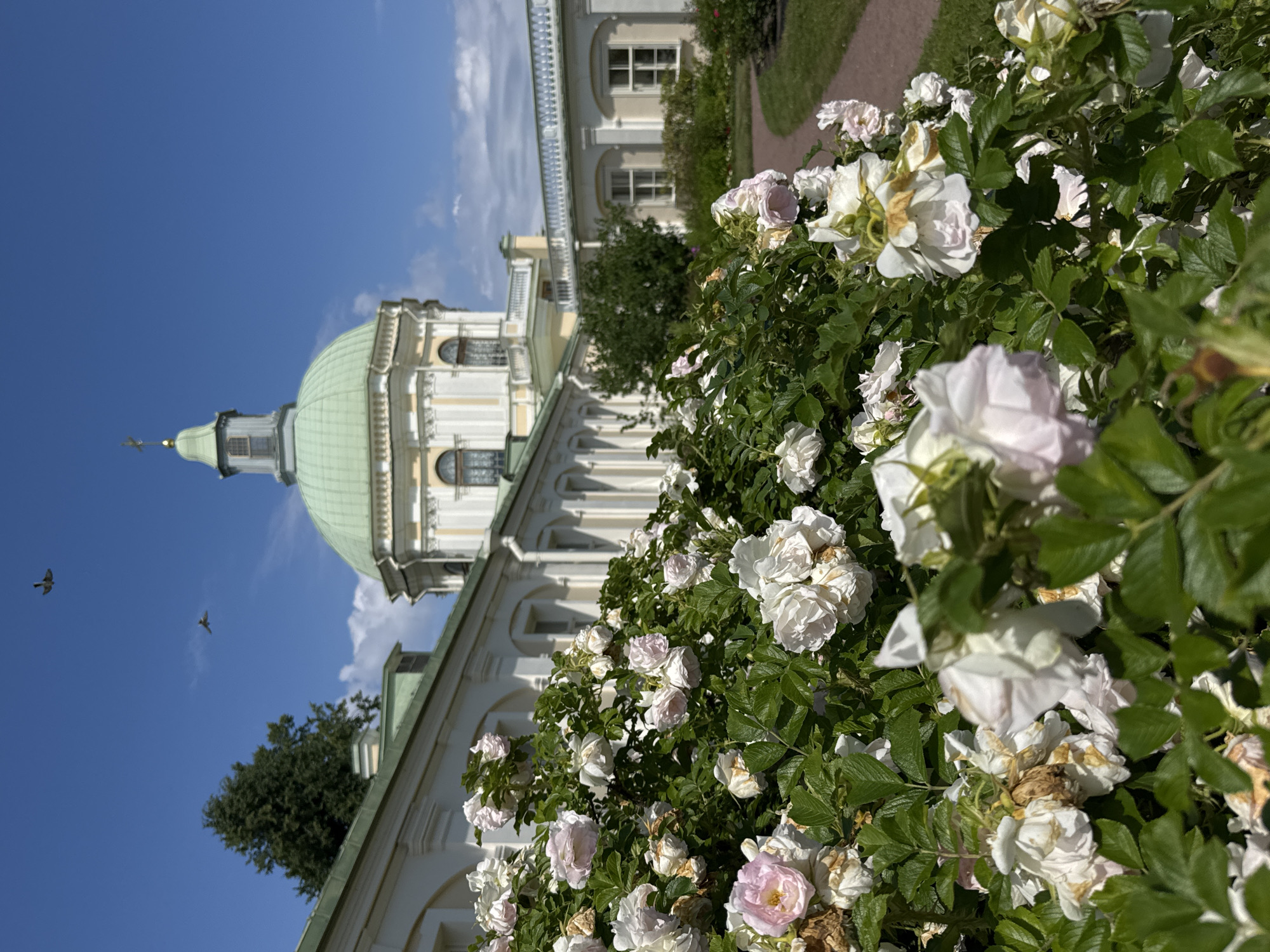 The image shows a close-up of a blooming rose bush in the foreground, with a pale green domed building and a section of a white colonial-style structure in the background, under a bright blue sky with scattered clouds. The building, which appears to be part of a grand estate, features a green roof, arched windows, and decorative molding. The roses are predominantly white and pale pink, some fully bloomed and others still in bud. The scene is well-lit, suggesting it was taken on a sunny day. There are two dark silhouettes of birds flying in the sky. The architectural style of the building, with its dome and classical detailing, points to it being the Grand Menshikov Palace in Lomonosov, Russia, known for its imperial history and gardens.